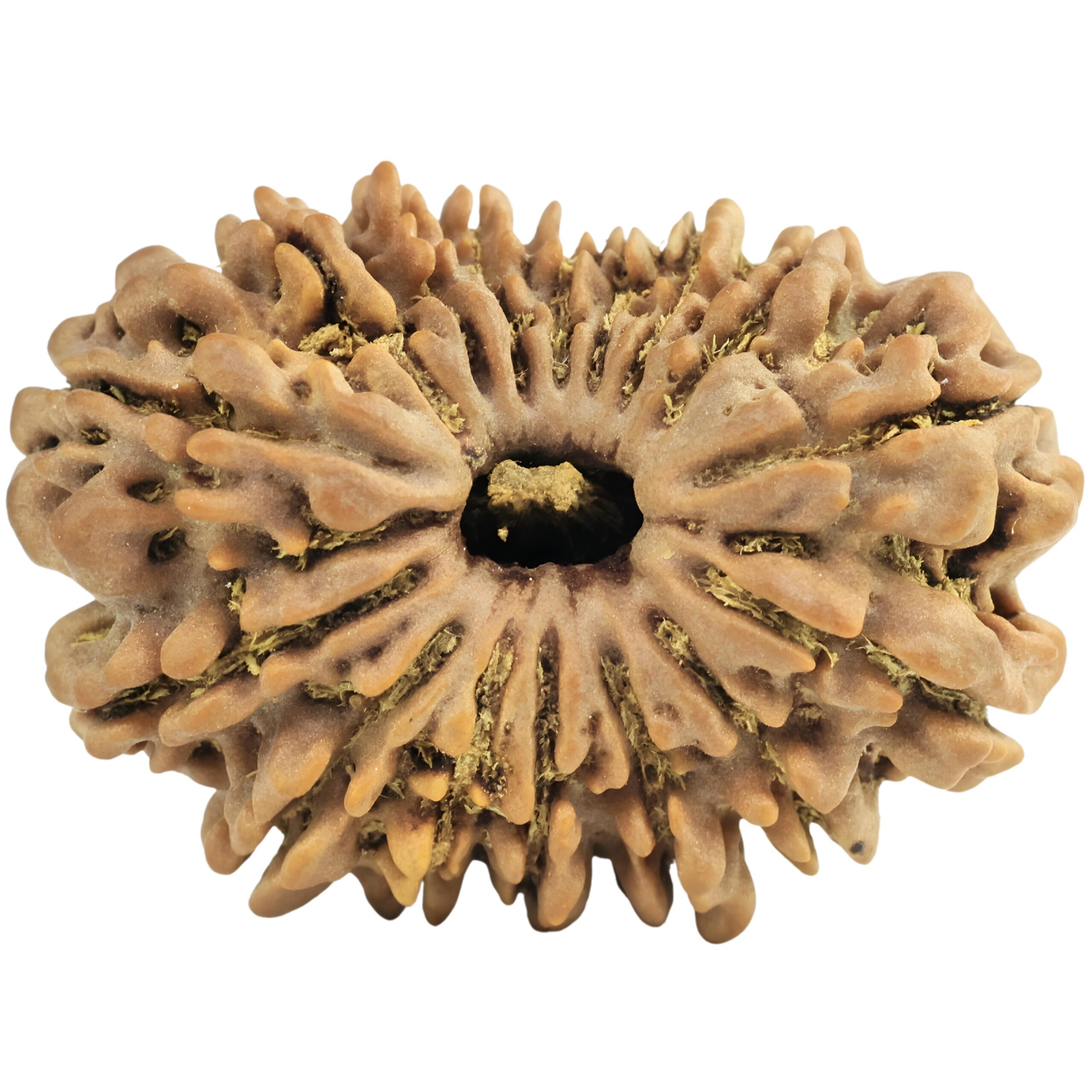 16 Mukhi Rudraksha 28.9mm 4.53gm - Rudraksha