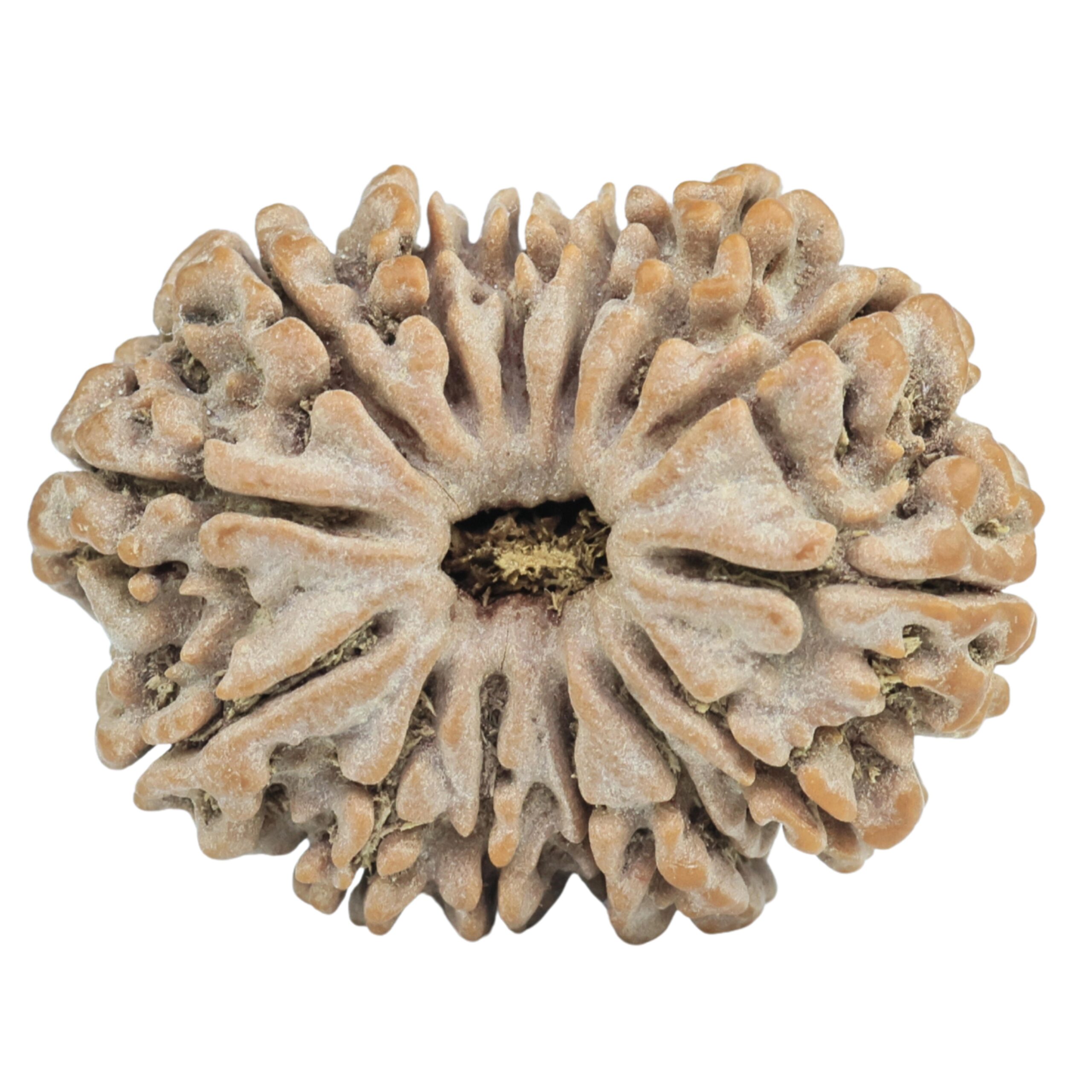 14 Mukhi Rudraksha 26.3mm 4.07gm - Rudraksha
