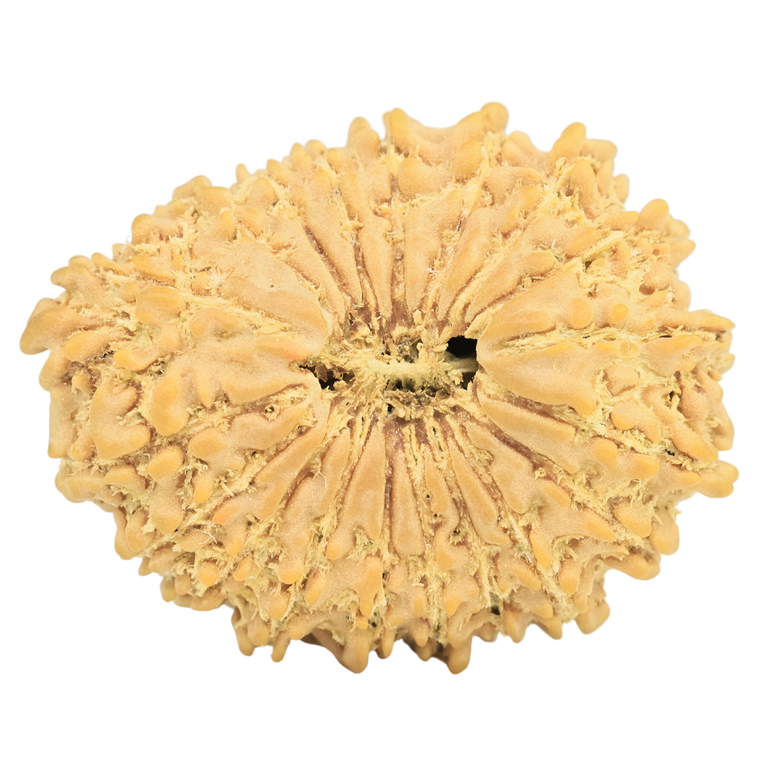 19 Mukhi Rudraksha 23.6mm 2.36gm - Rudraksha