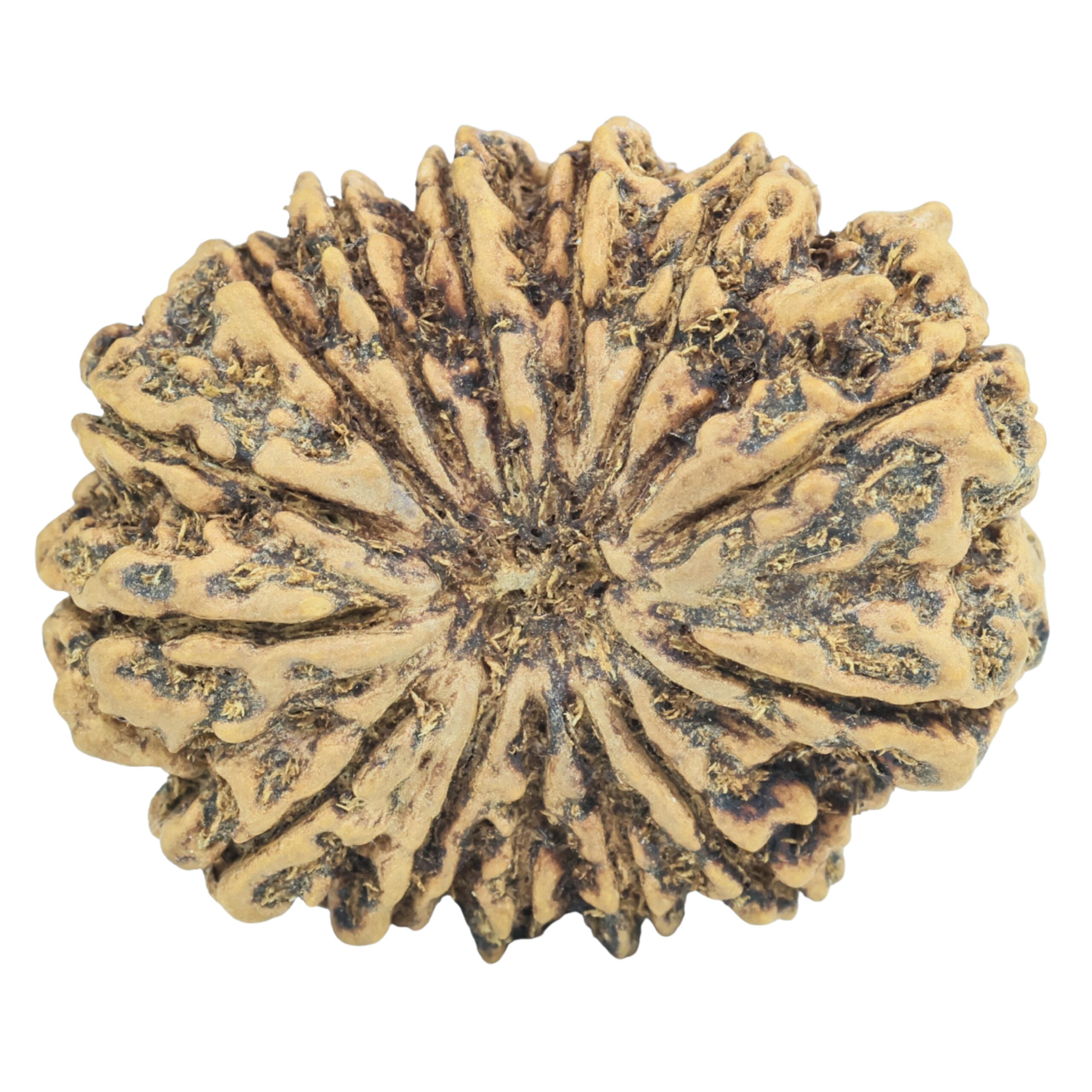 14 Mukhi Rudraksha 33.1mm 6.46gm - Rudraksha