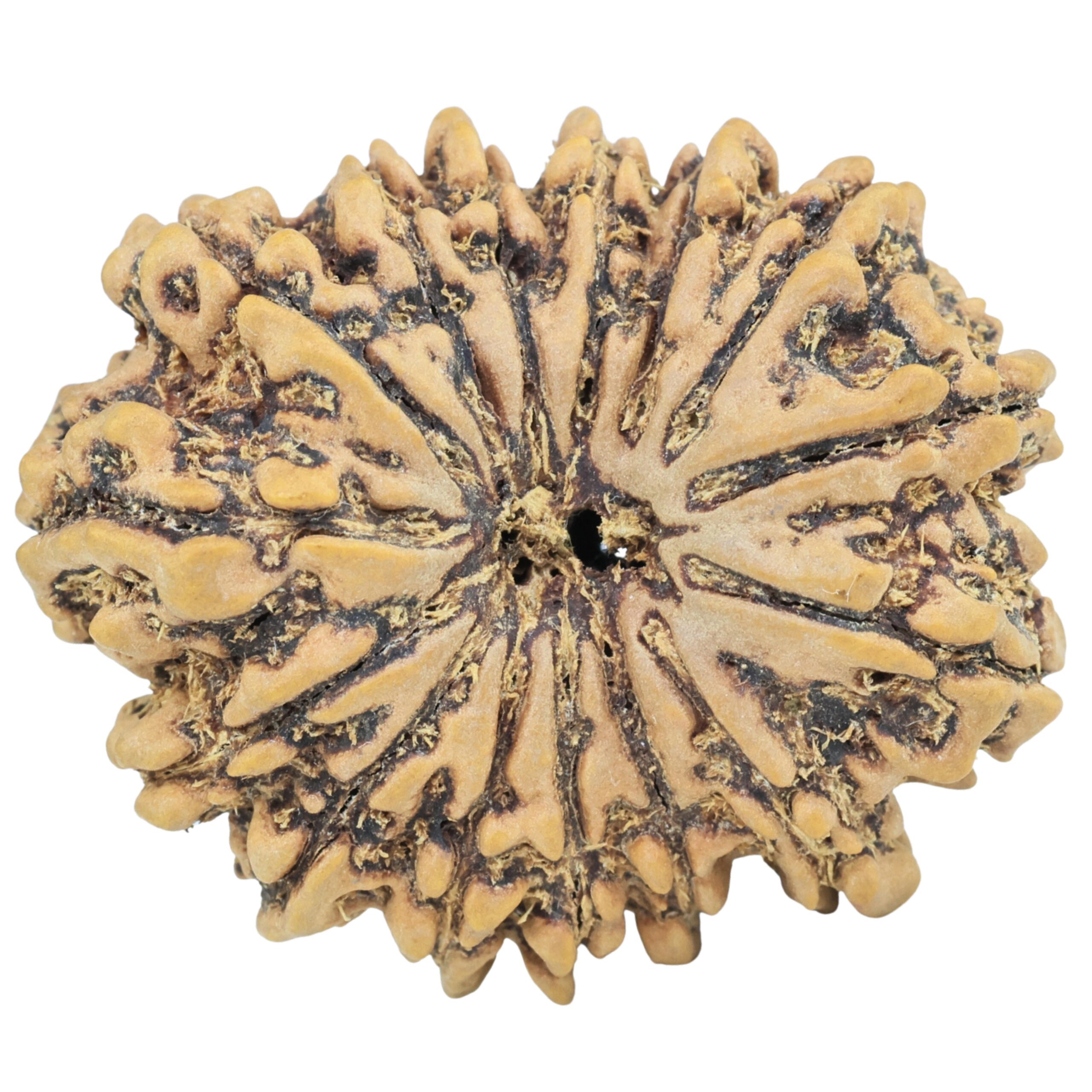 15 Mukhi Rudraksha 32.2mm 6.93gm - Rudraksha