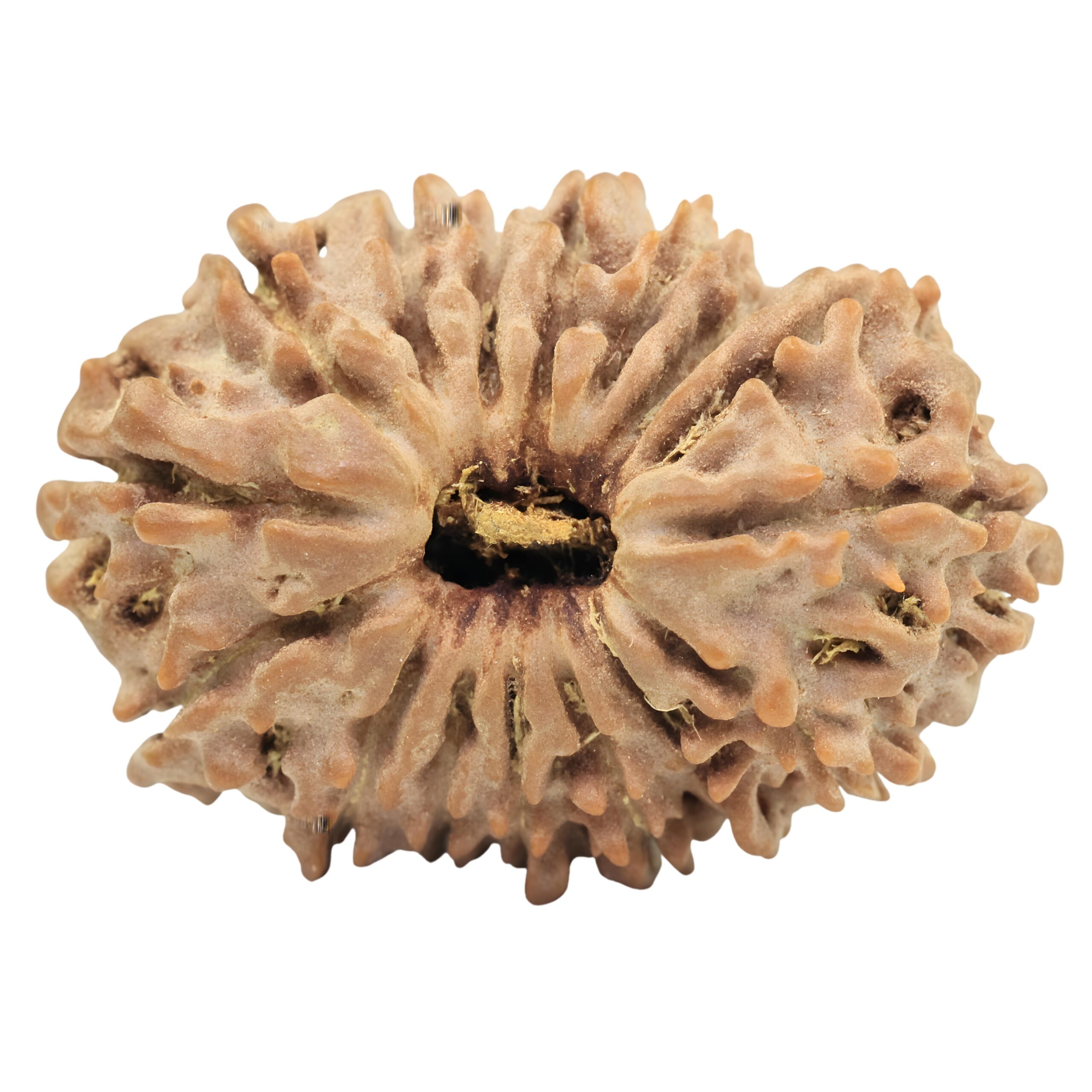 16 Mukhi Rudraksha 27.5mm 3.75gm - Rudraksha