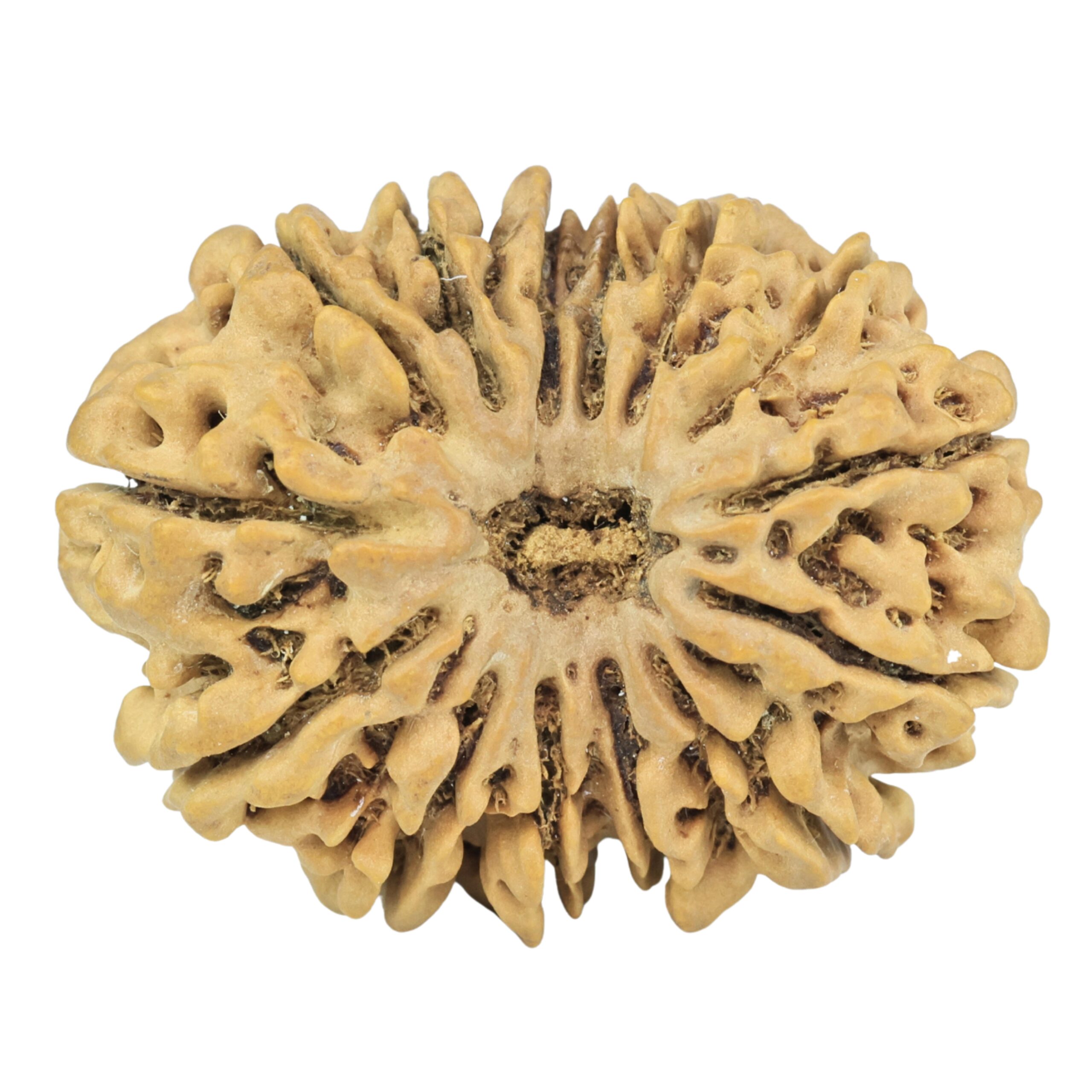 14 Mukhi Rudraksha 33mm 6.44gm - Rudraksha