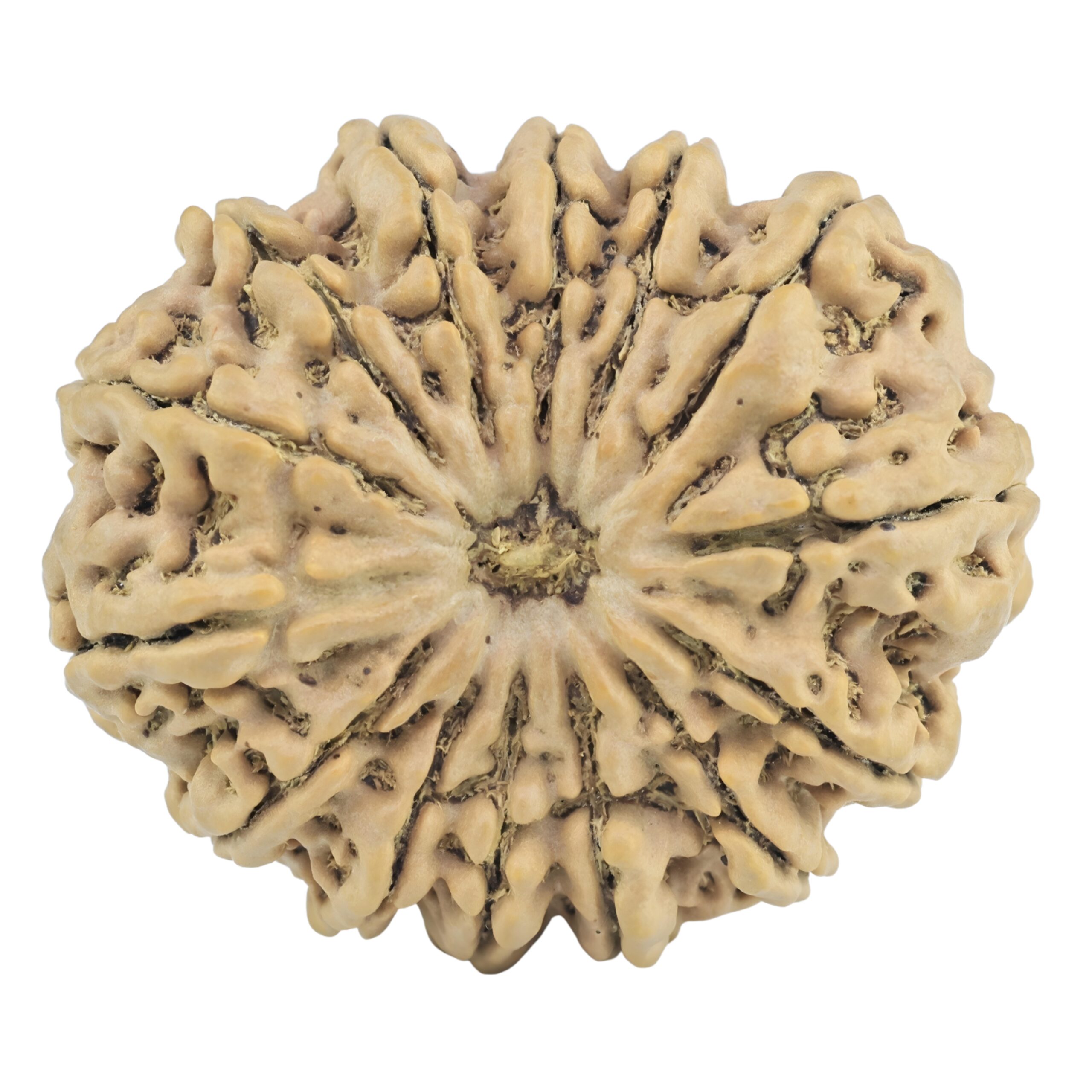 14 Mukhi Rudraksha 32.4mm 6.73gm - Rudraksha