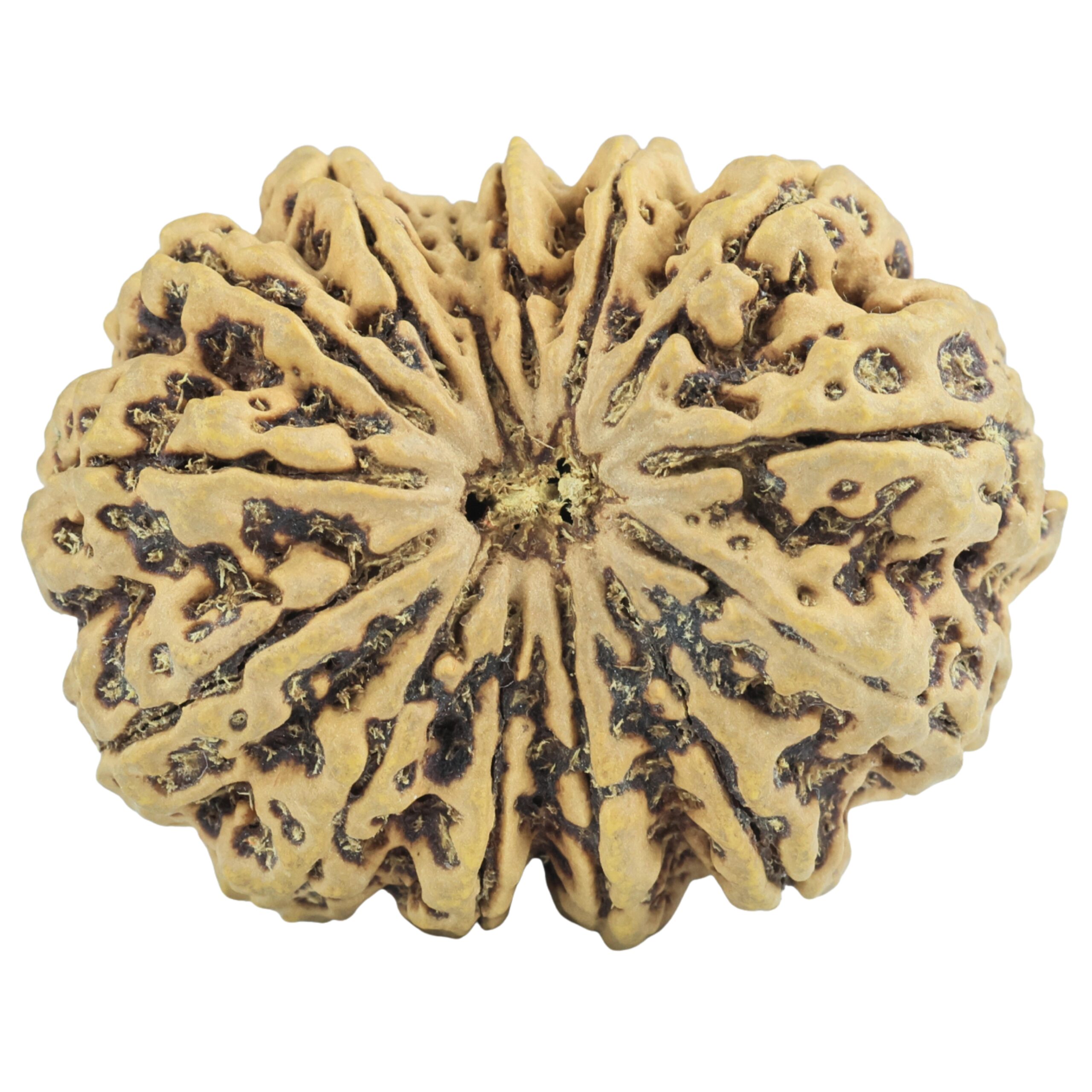 14 Mukhi Rudraksha 36.4mm 9.11gm - Rudraksha