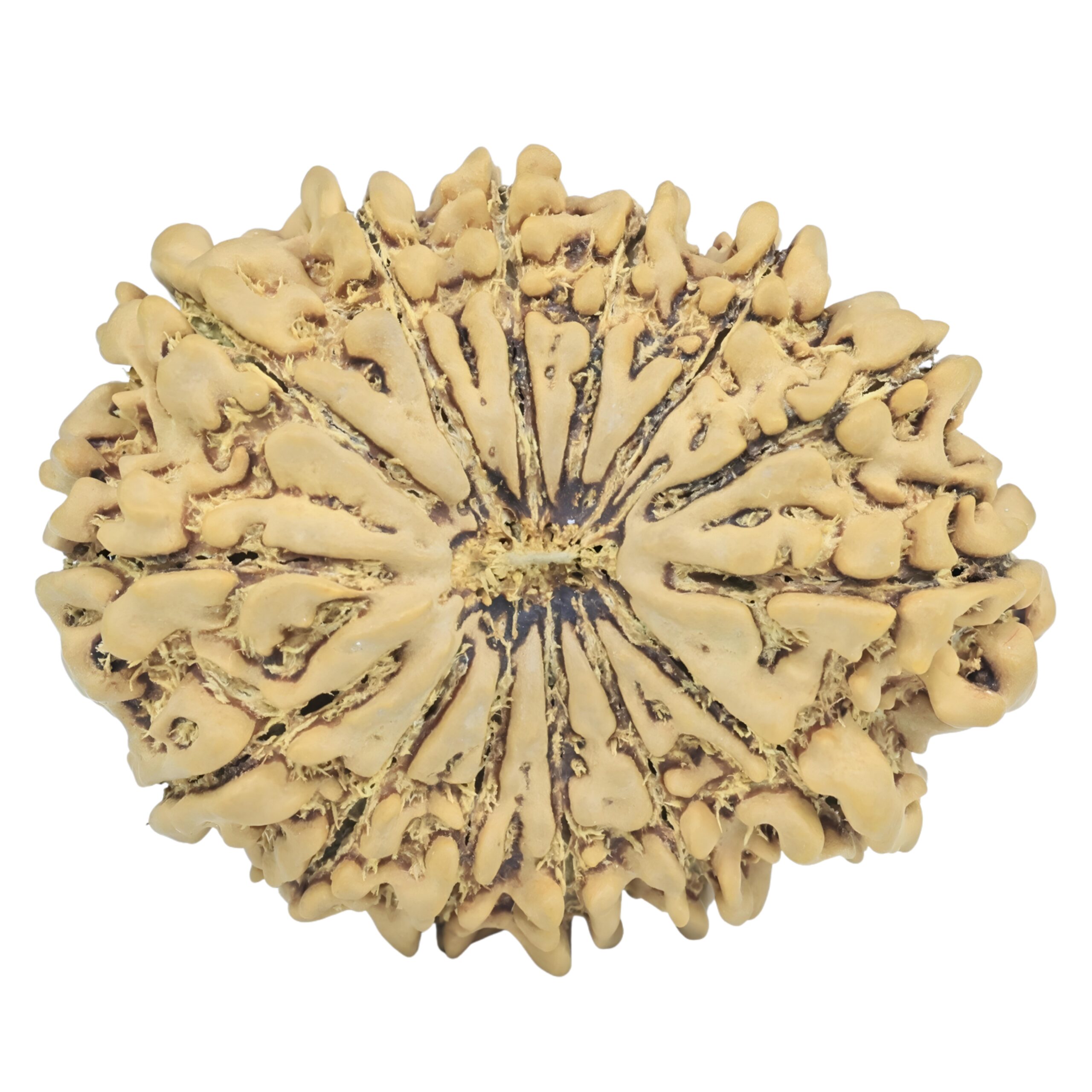 14 Mukhi Rudraksha 34.4mm 6.73gm - Rudraksha