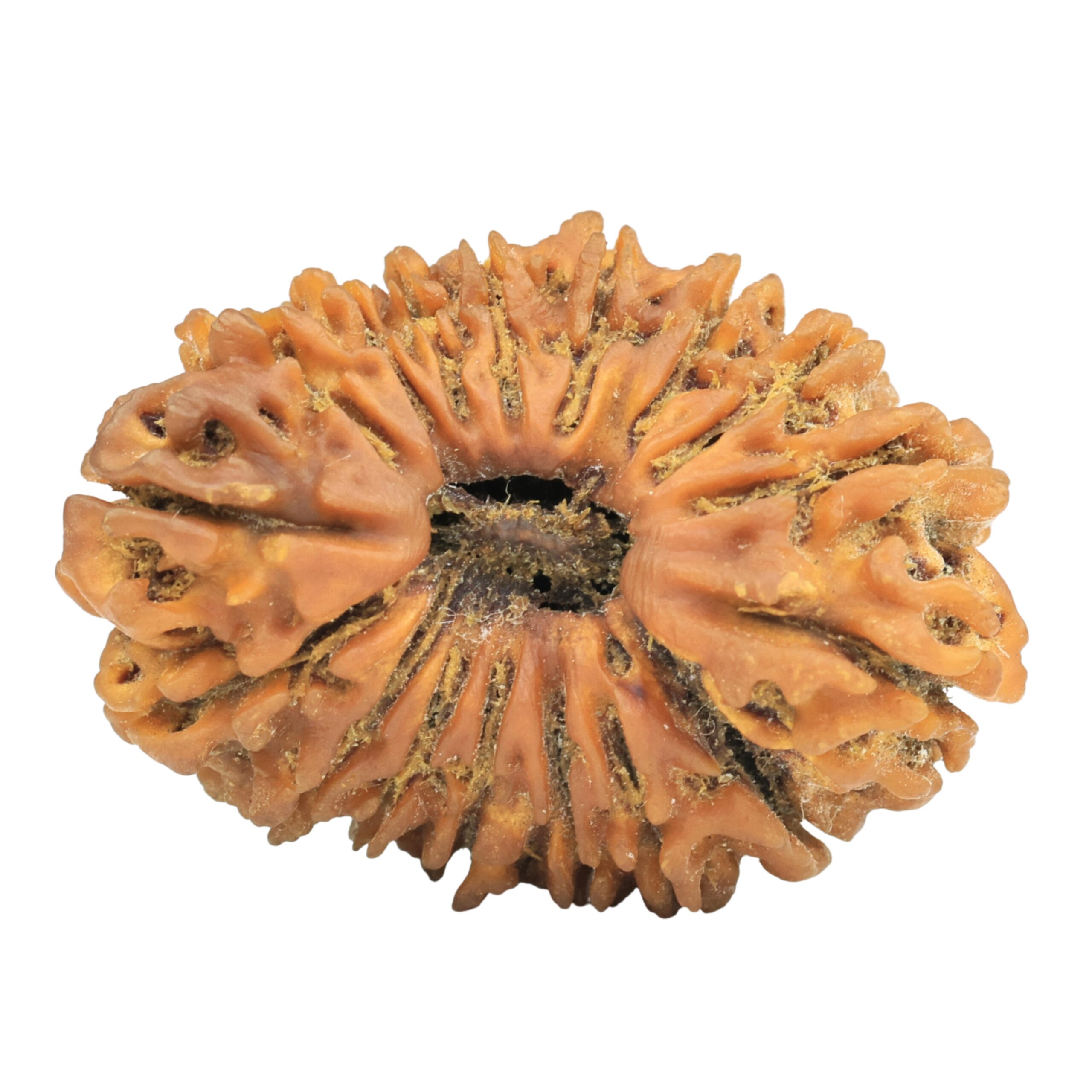17 Mukhi Rudraksha 33mm 4gm - Rudraksha