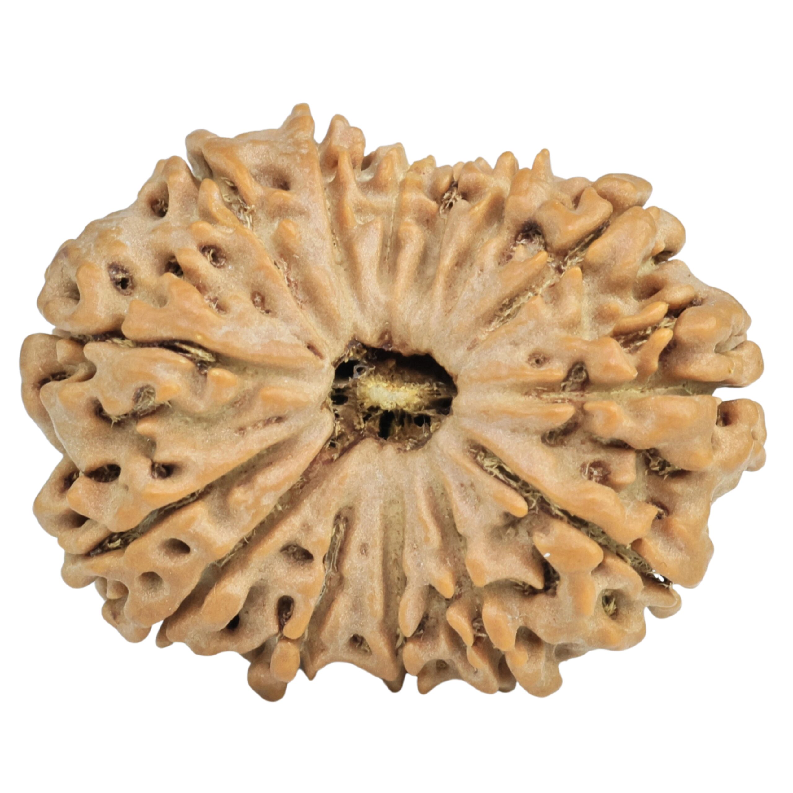 14 Mukhi Rudraksha 30mm 5.36gm - Rudraksha