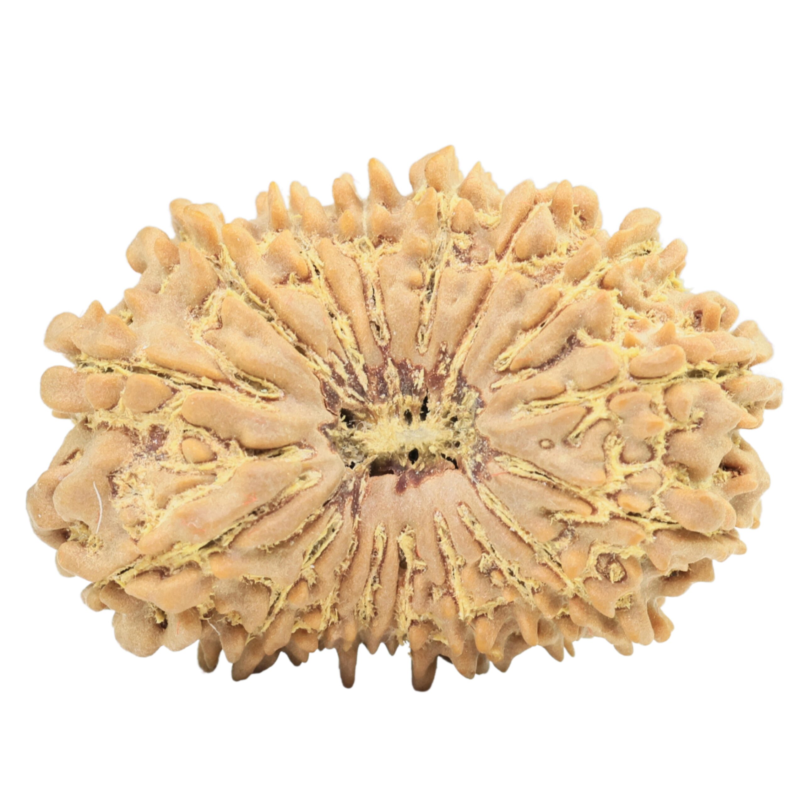 17 Mukhi Rudraksha 32.4mm 5.94gm - Rudraksha