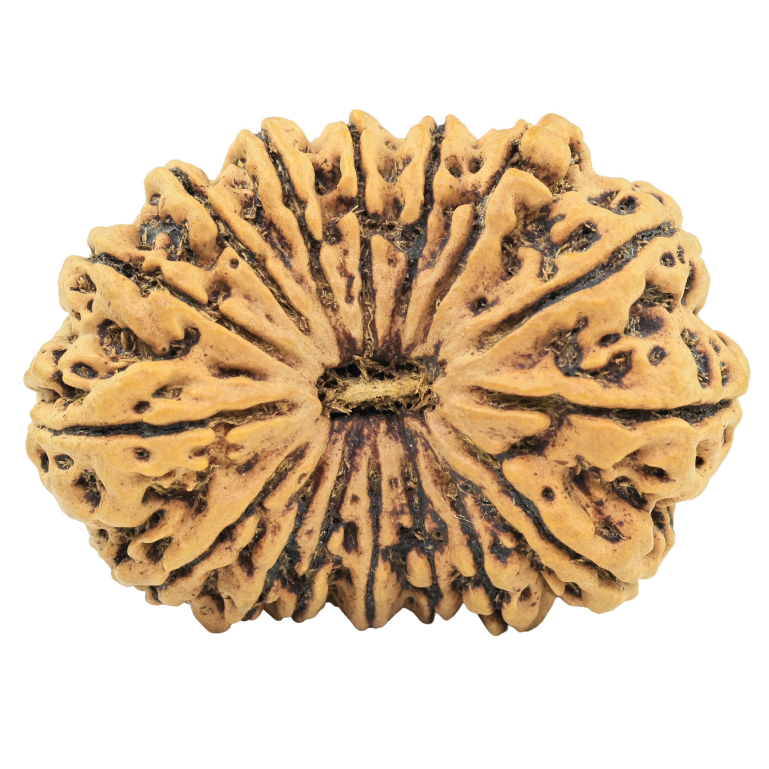 16 Mukhi Rudraksha 39.3mm 9.49gm - Rudraksha