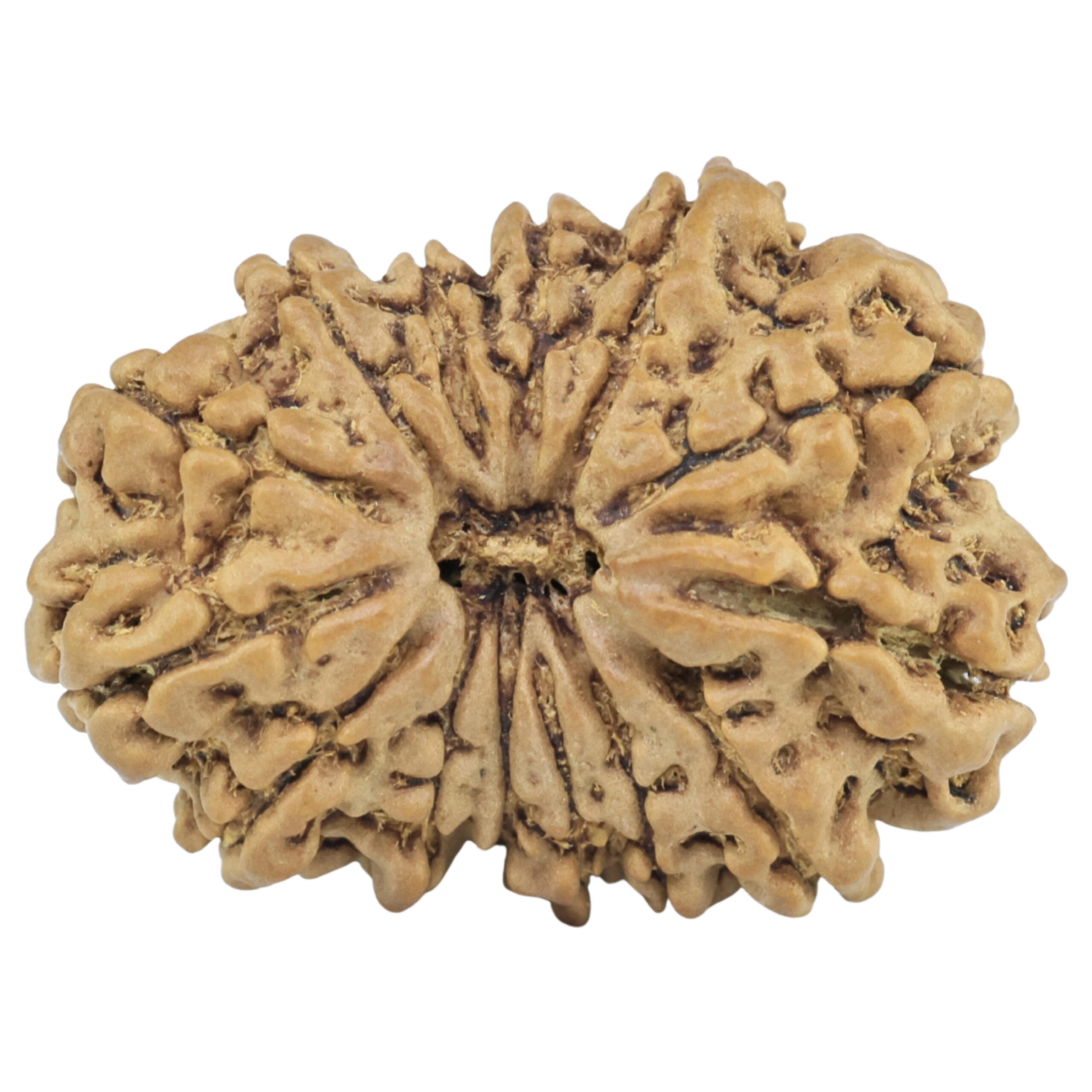 14 Mukhi Rudraksha 29.5mm 4.4gm - Rudraksha