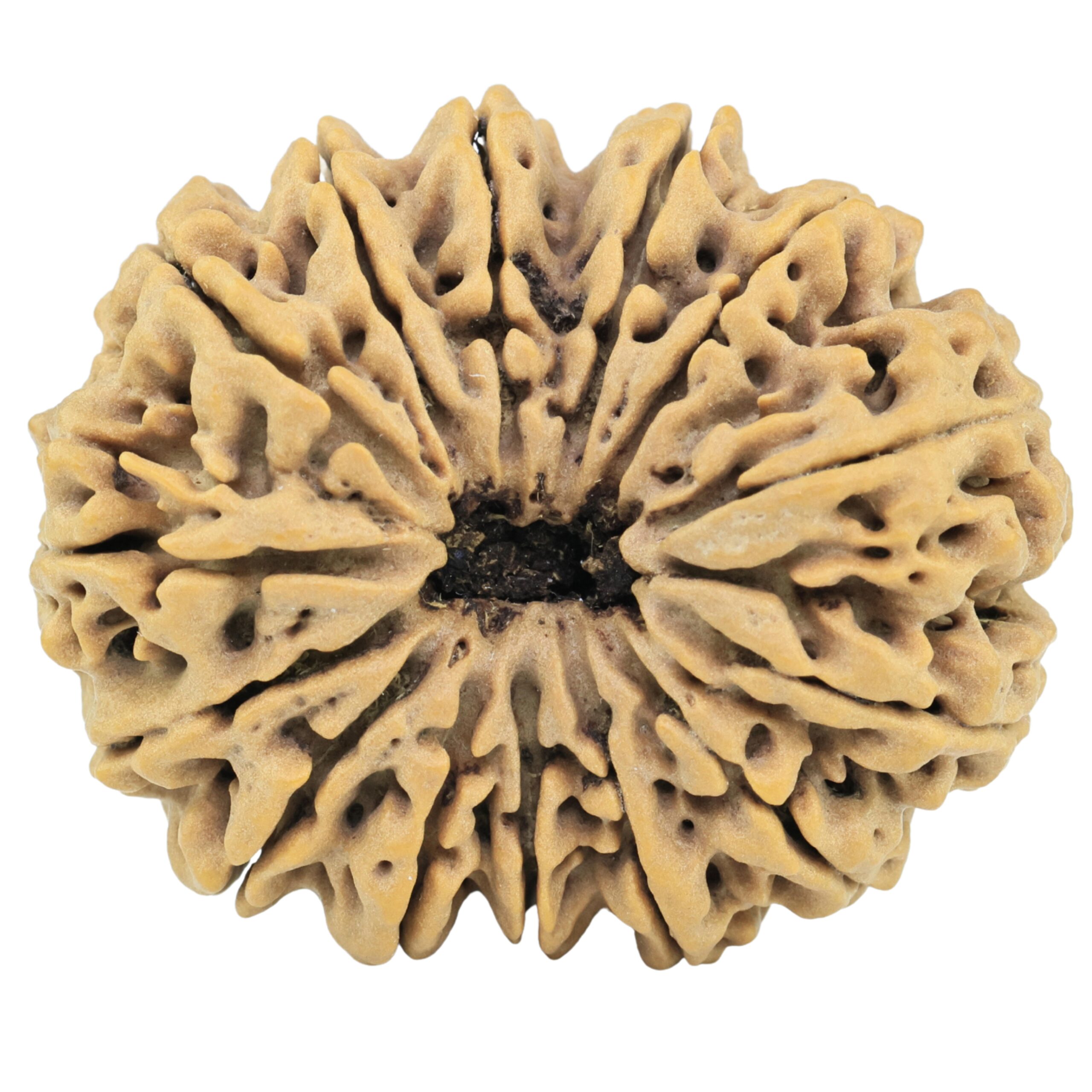 14 Mukhi Rudraksha 33.5mm 7.71gm - Rudraksha