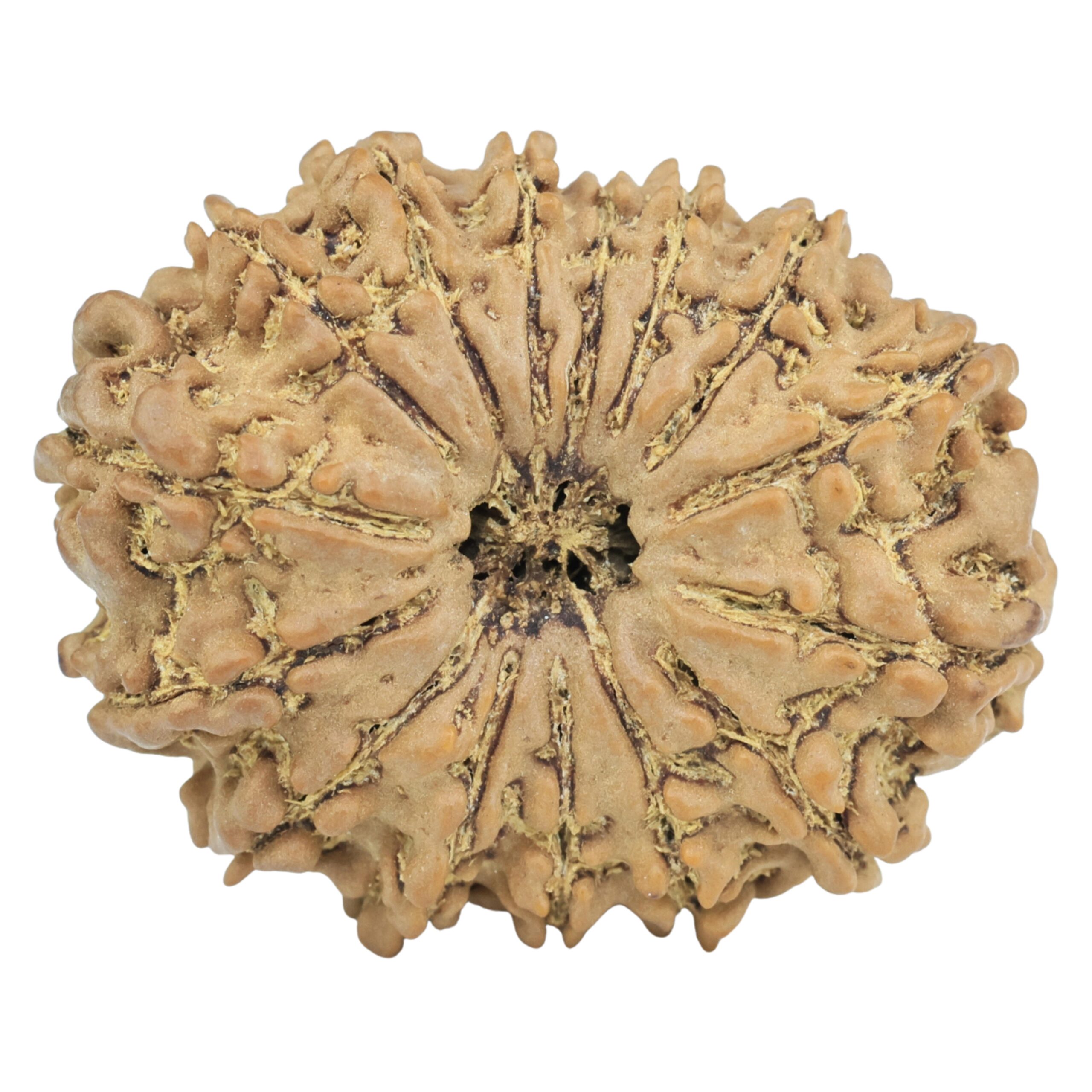15 Mukhi Rudraksha 28.7mm 4.52gm - Rudraksha