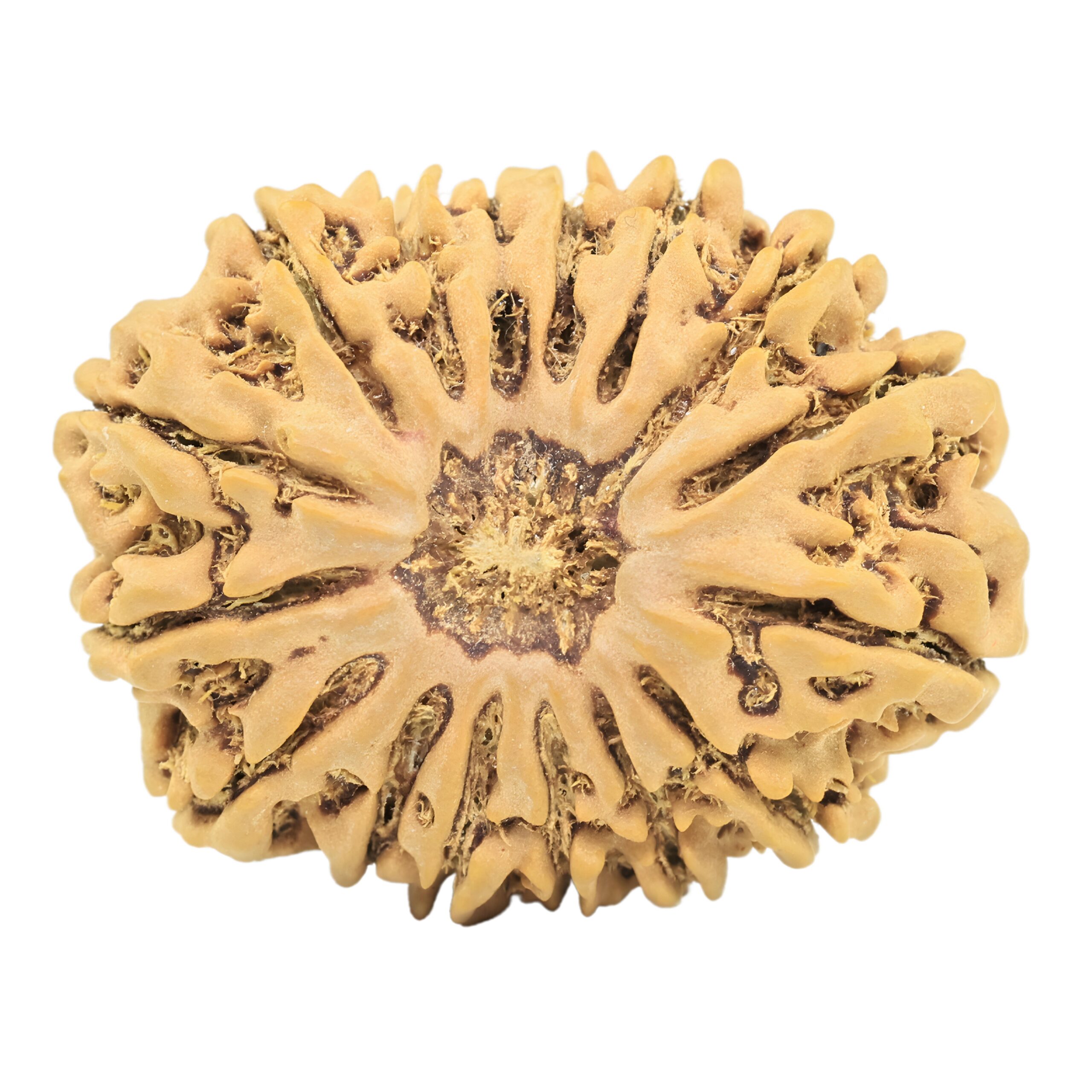 16 Mukhi Rudraksha 28.8mm 4.39gm - Rudraksha