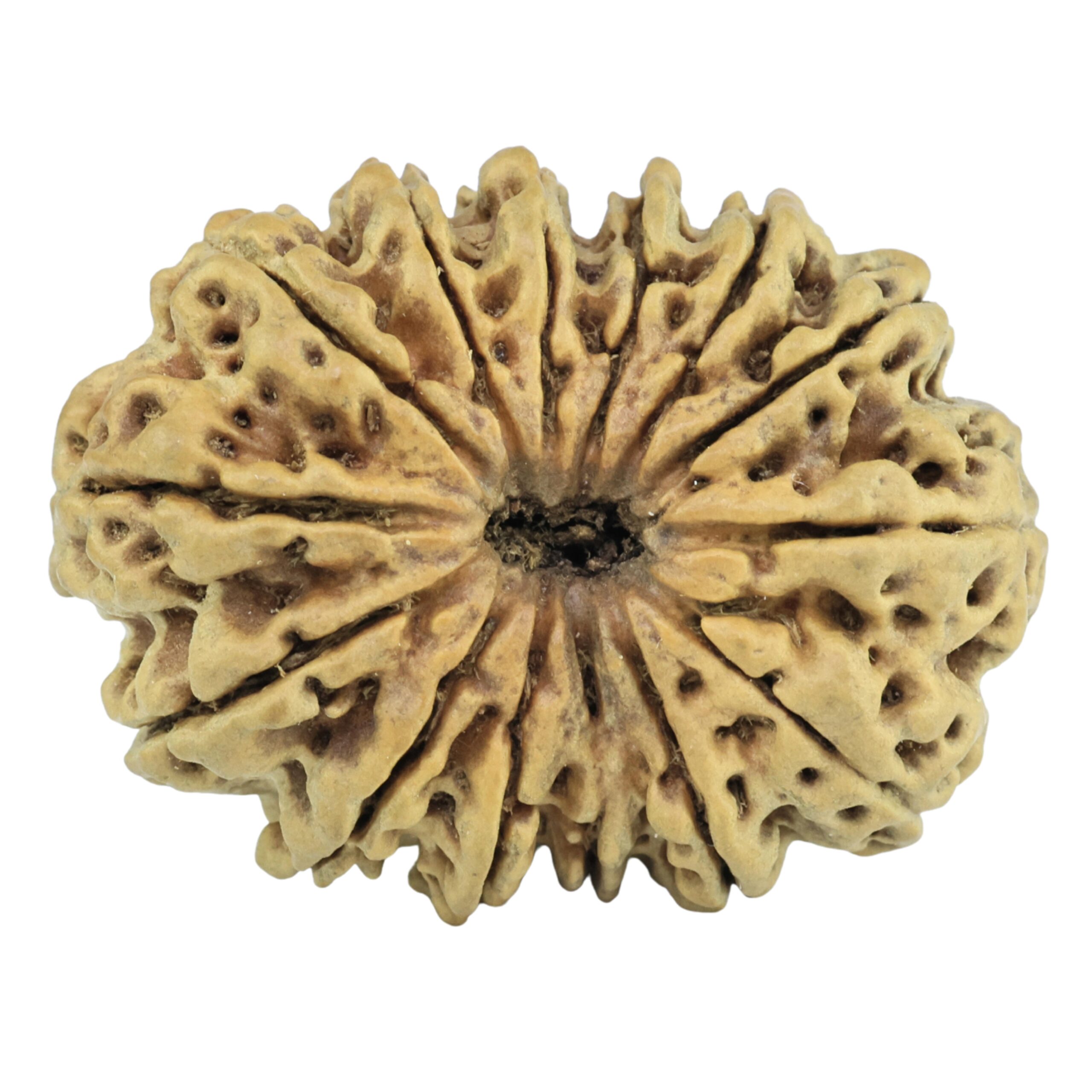 14 Mukhi Rudraksha 33.5mm 3.18gm - Rudraksha