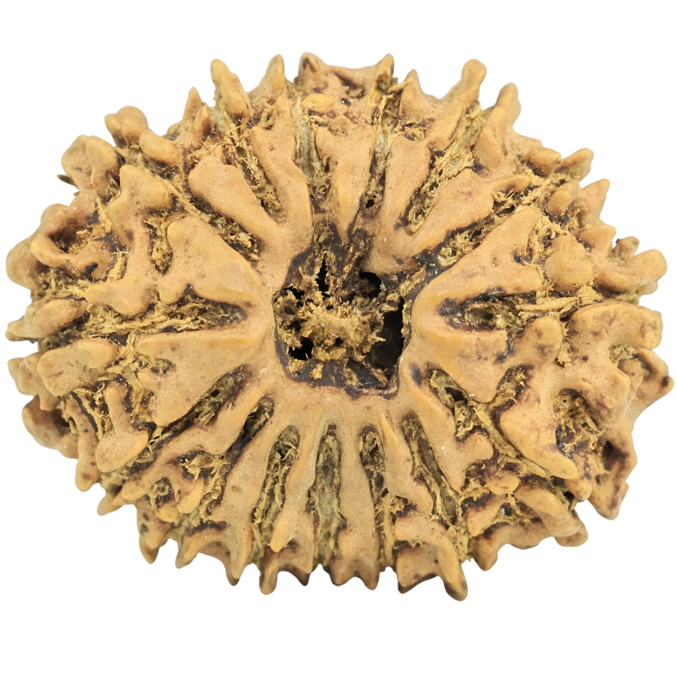 15 Mukhi Rudraksha 24.7mm 2.8gm - Rudraksha