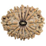 14 Mukhi Rudraksha 26.9mm 3.7gm - Rudraksha