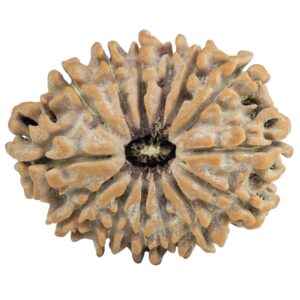 14 Mukhi Rudraksha 26.9mm 3.7gm - Rudraksha
