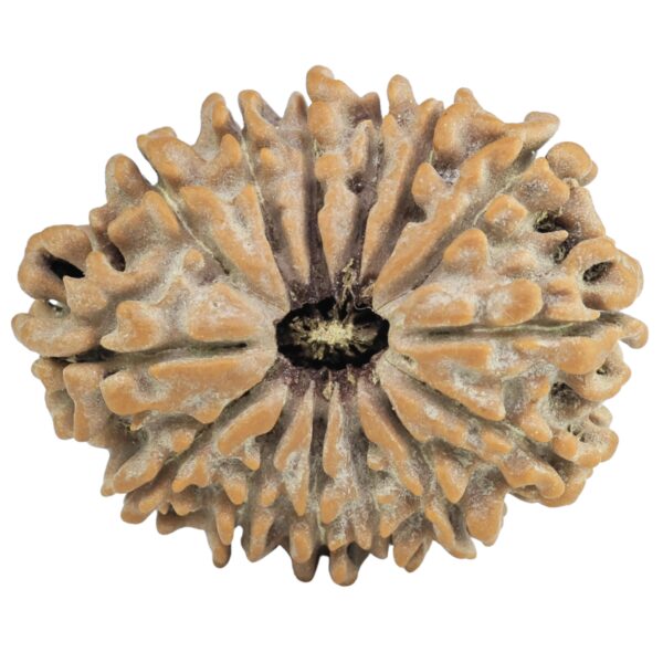 14 Mukhi Rudraksha 26.9mm 3.7gm - Rudraksha