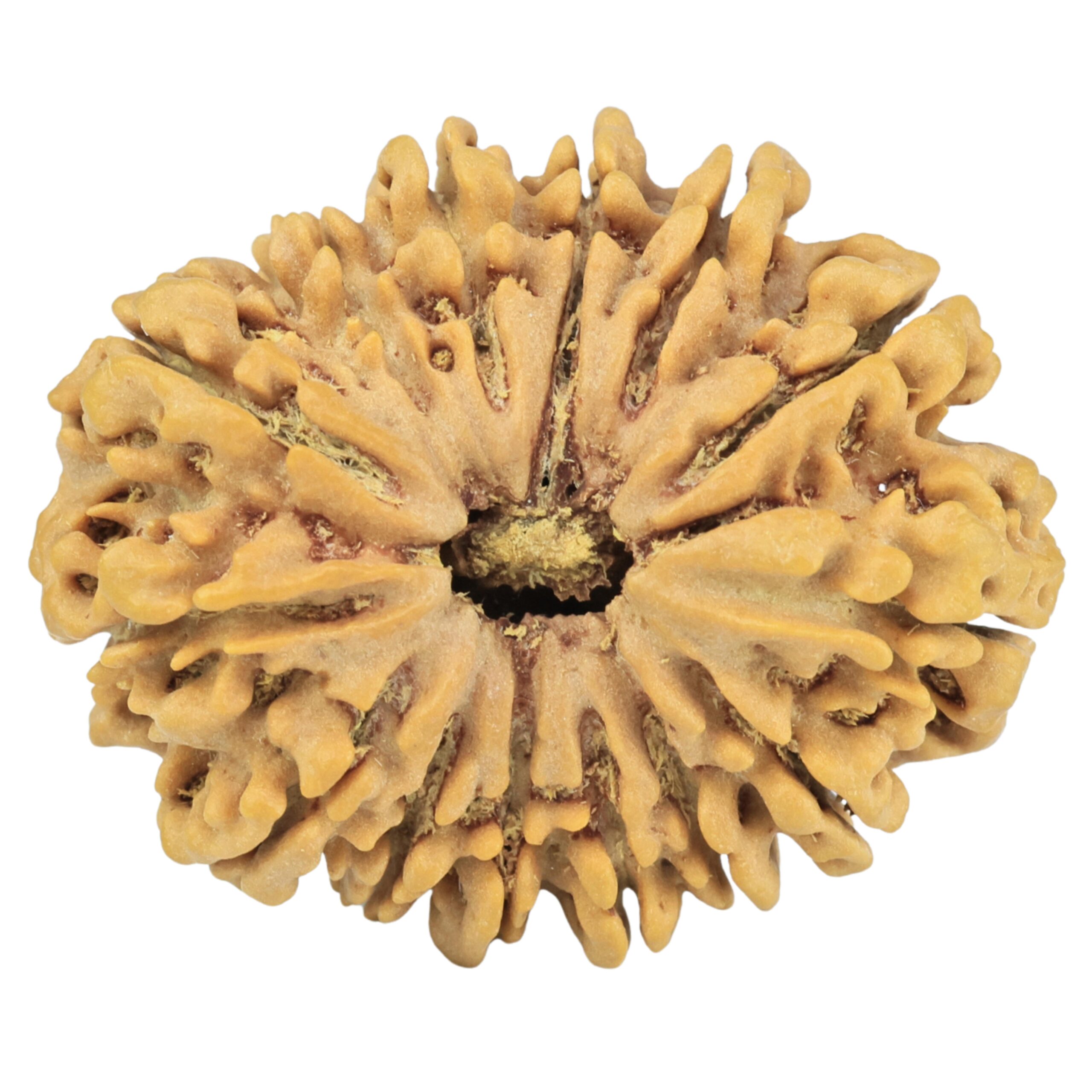 14 Mukhi Rudraksha 32.3mm 6.3gm - Rudraksha