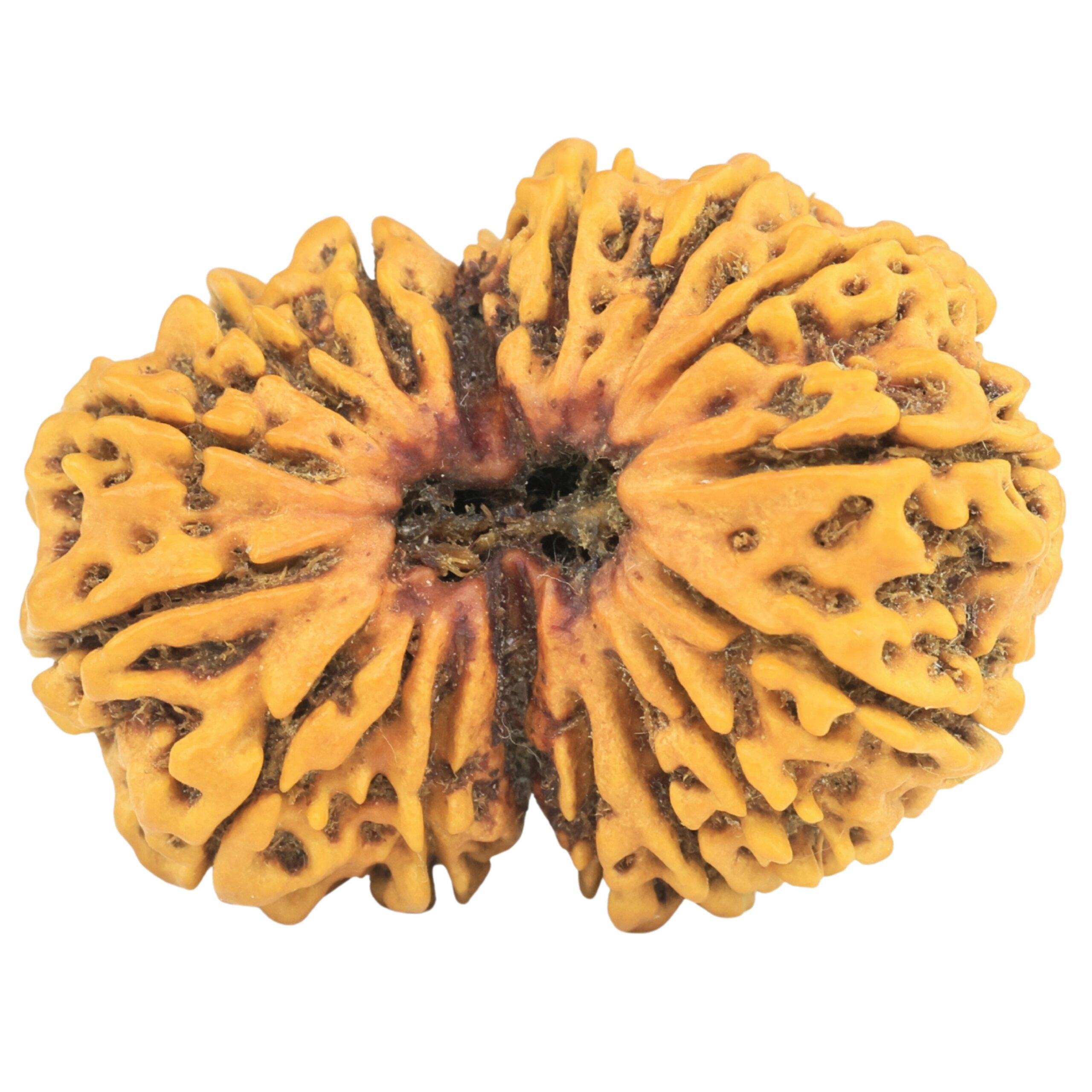 16 Mukhi Rudraksha 33.6mm 5.53gm - Rudraksha