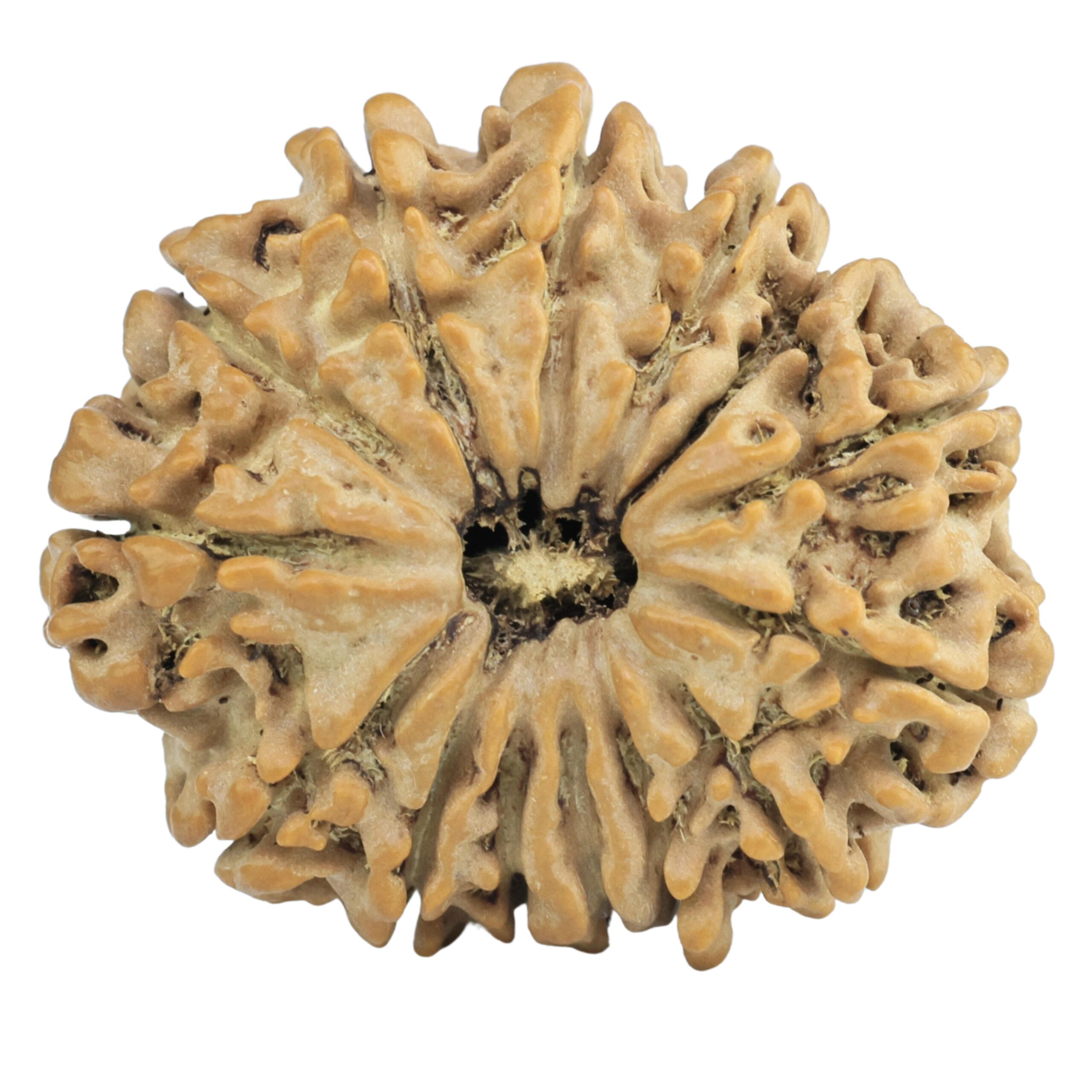 14 Mukhi Rudraksha 28.4mm 5gm - Origin: Nepal - Rudraksha