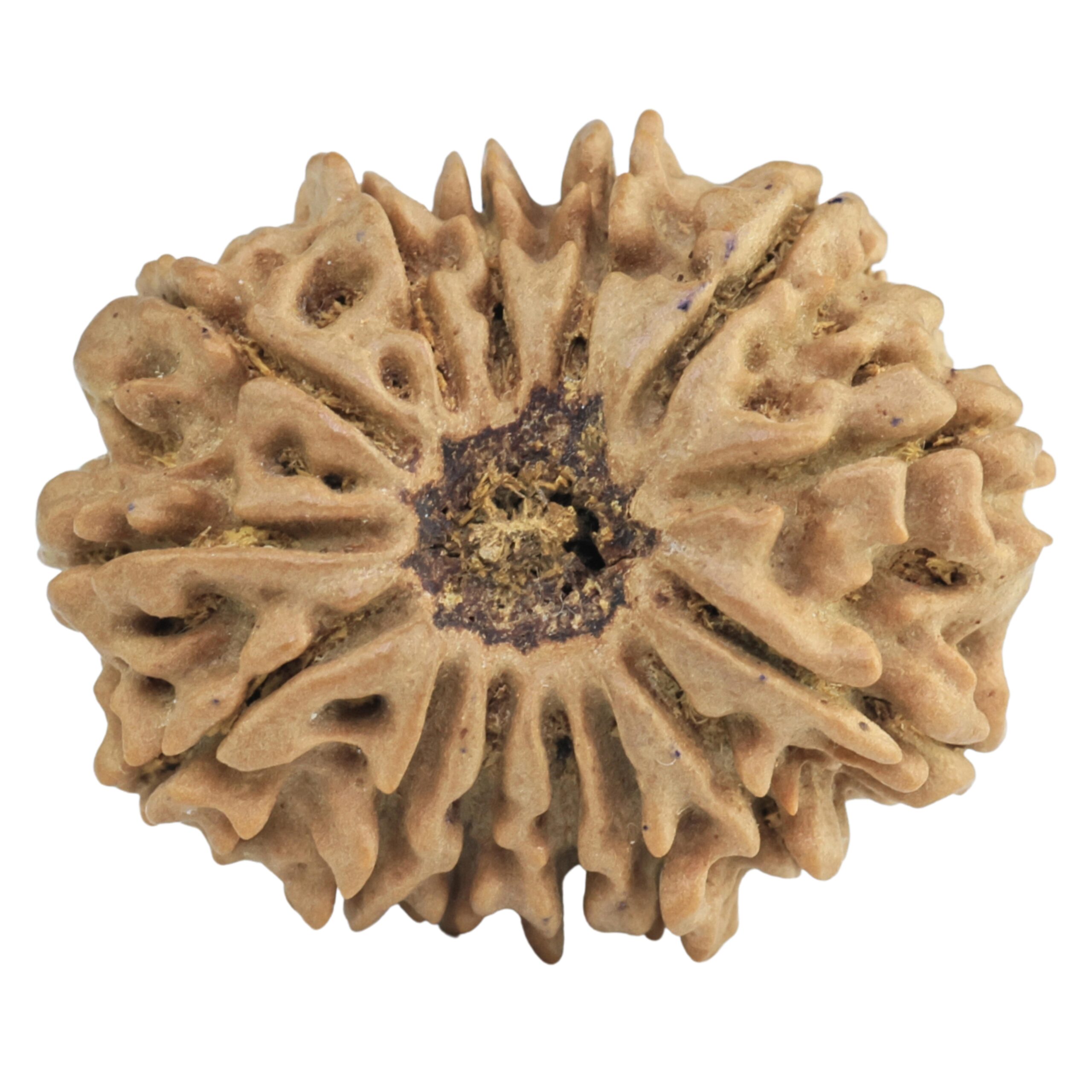14 Mukhi Rudraksha 26.8mm 4.51gm - Rudraksha