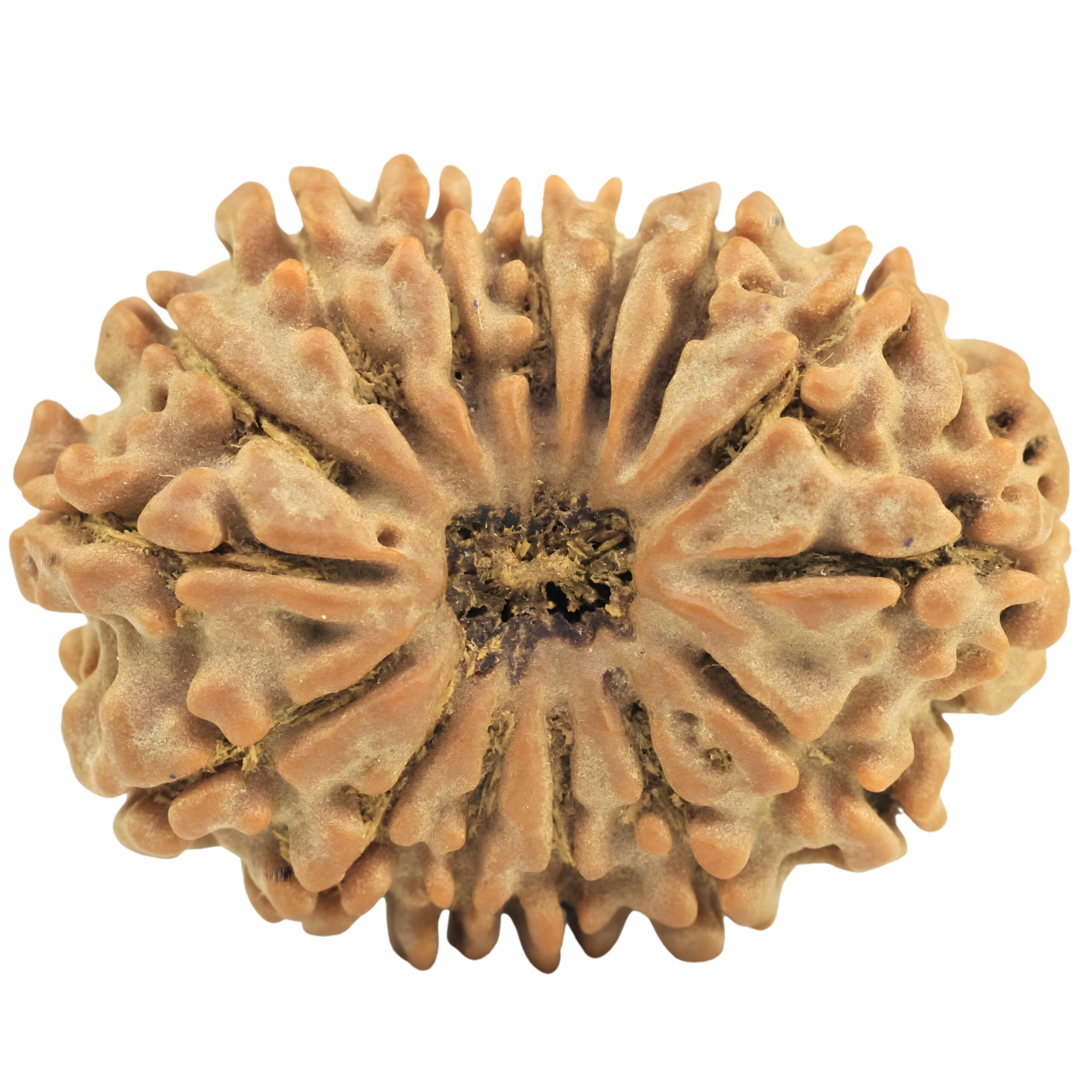 15 Mukhi Rudraksha 27.4mm 4.22gm - Rudraksha