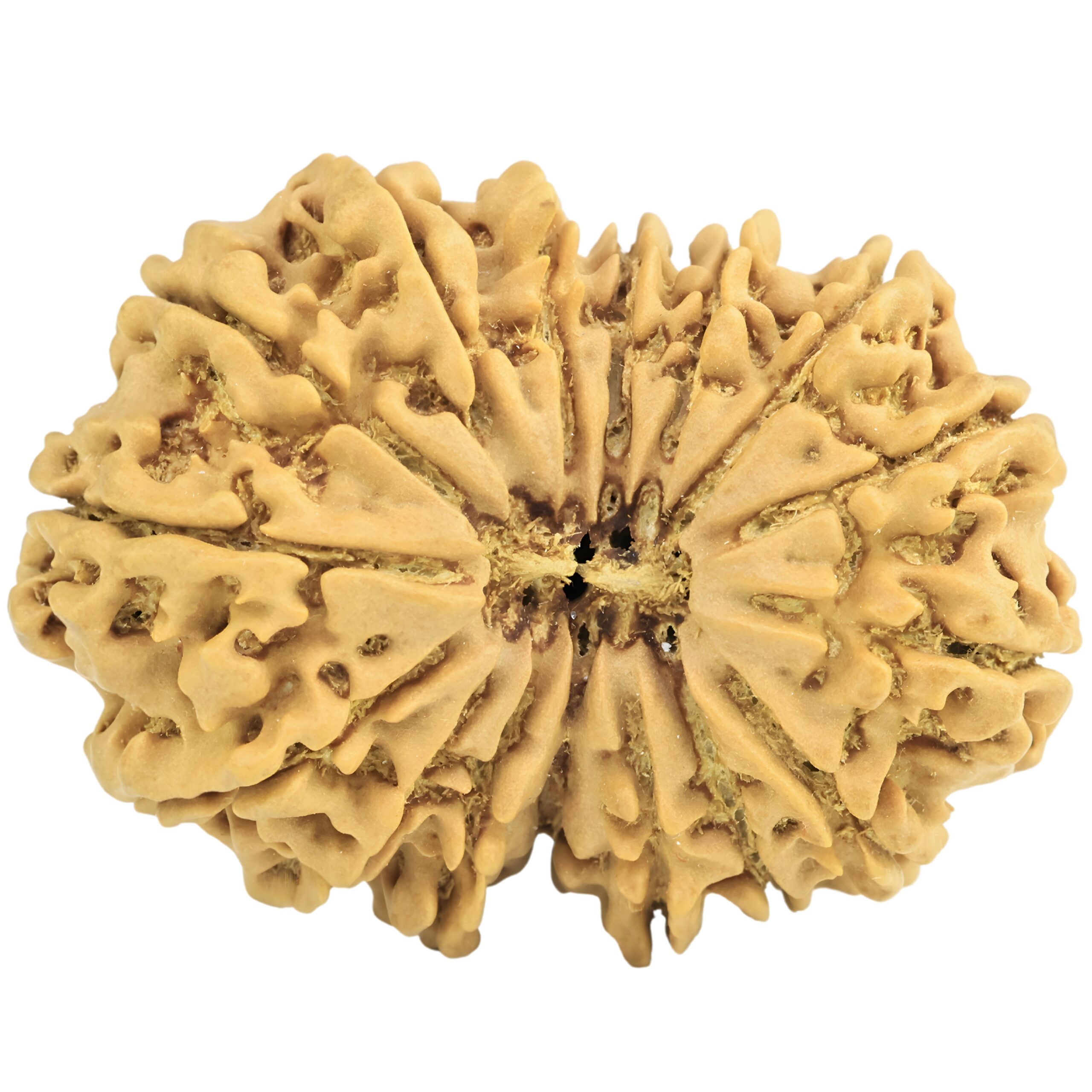 16 Mukhi Rudraksha 33.8mm 5.85gm - Rudraksha