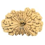 17 Mukhi Rudraksha 35.4mm 4.73gm - Rudraksha