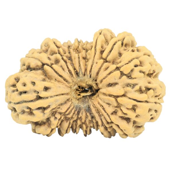 17 Mukhi Rudraksha 35.4mm 4.73gm - Rudraksha