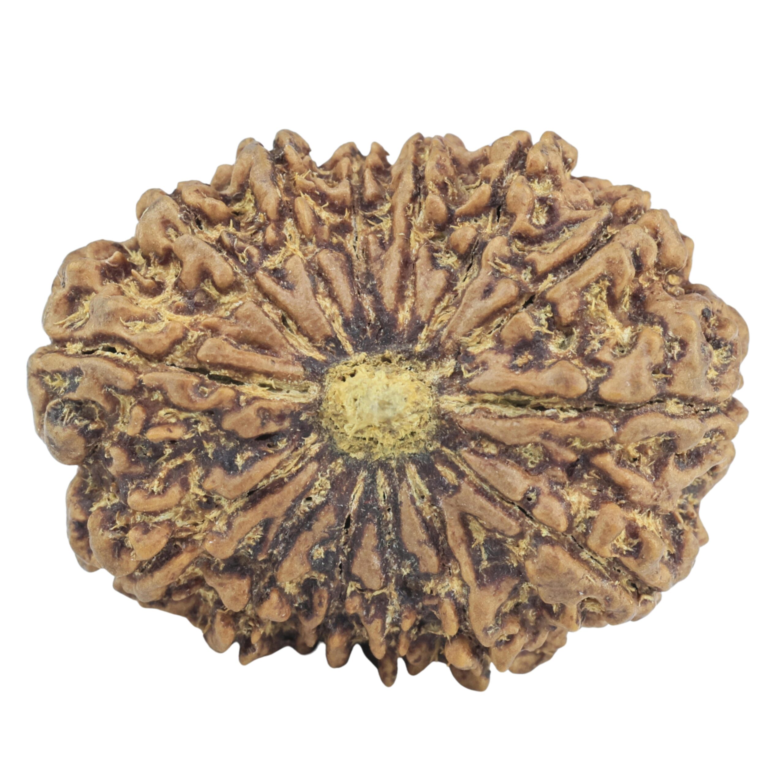 14 Mukhi Rudraksha 32.3mm 7.07gm - Rudraksha