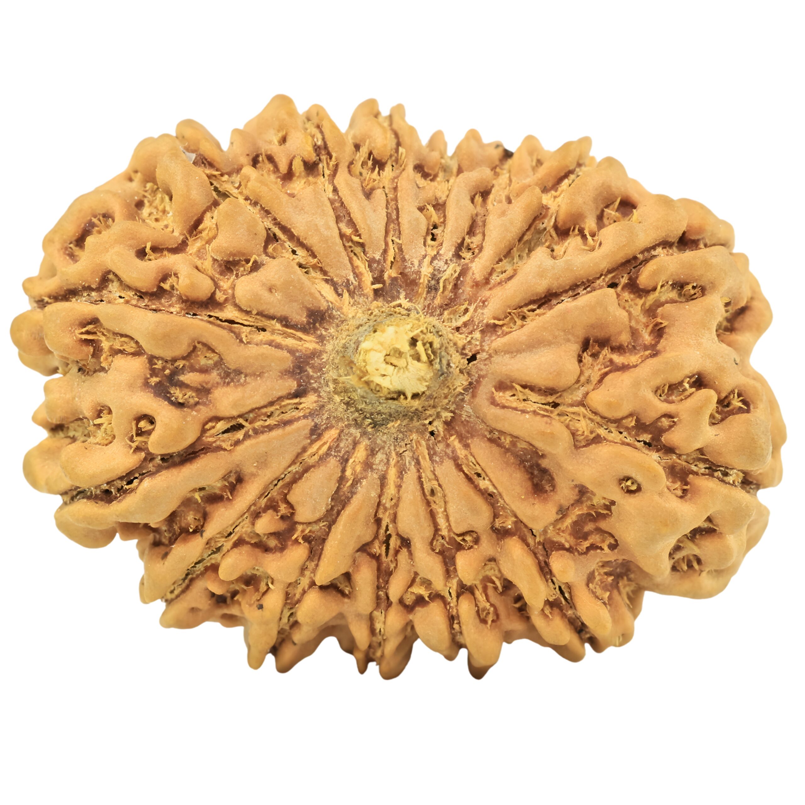 15 Mukhi Rudraksha 34.2mm 7.44gm - Rudraksha