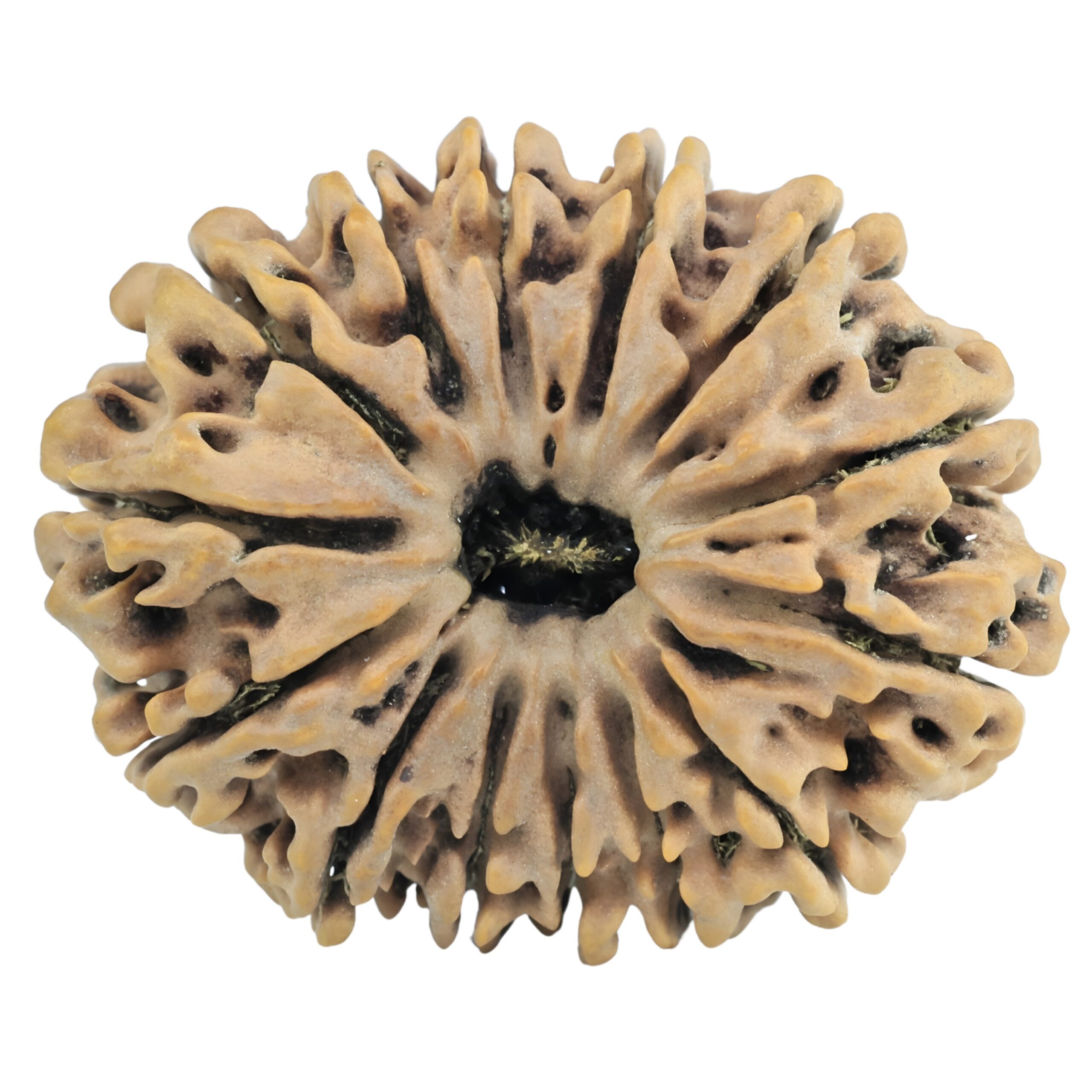 14 Mukhi Rudraksha 34.3mm 7.14gm - Rudraksha