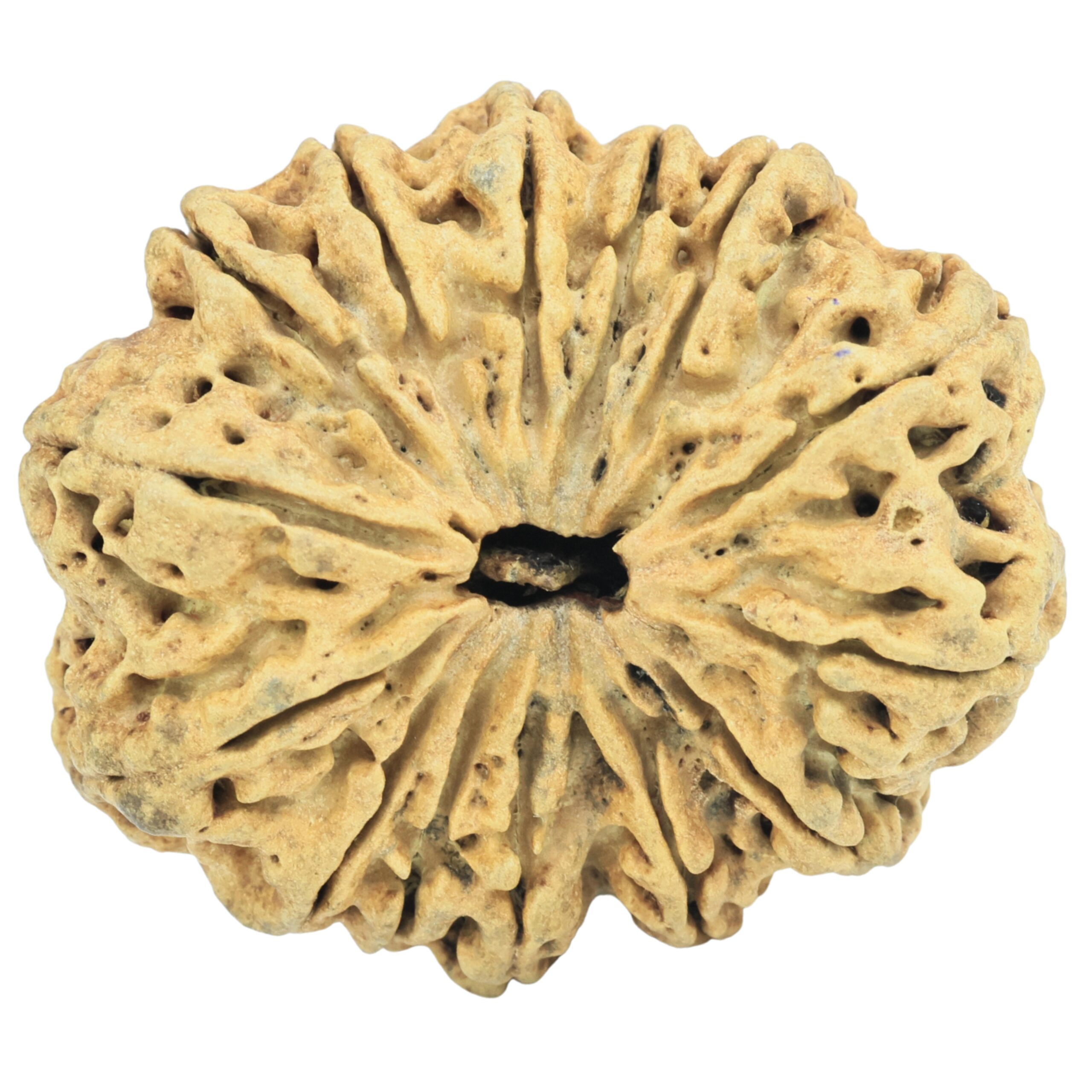 14 Mukhi Rudraksha 33mm 3.12gm - Rudraksha