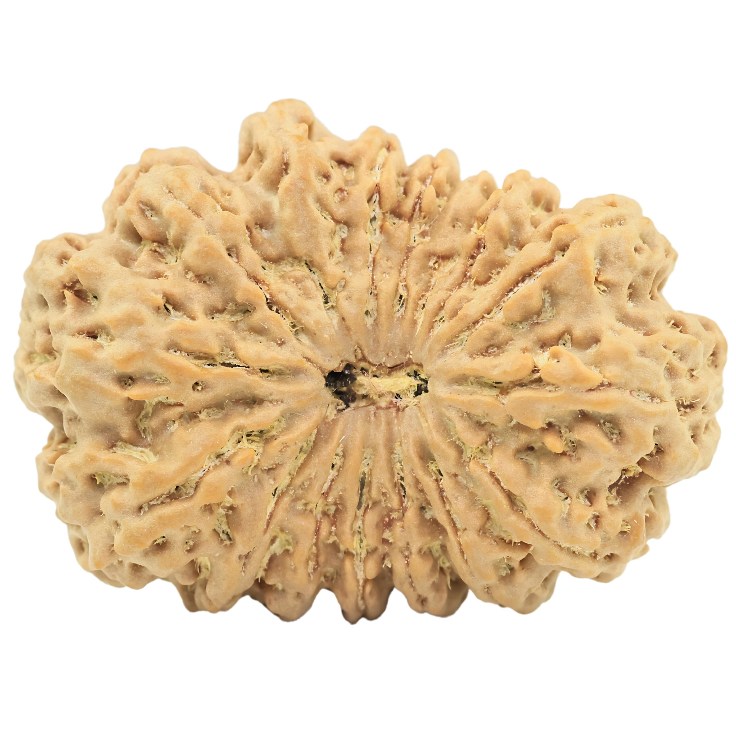 16 Mukhi Rudraksha 32.2mm 5.75gm - Rudraksha