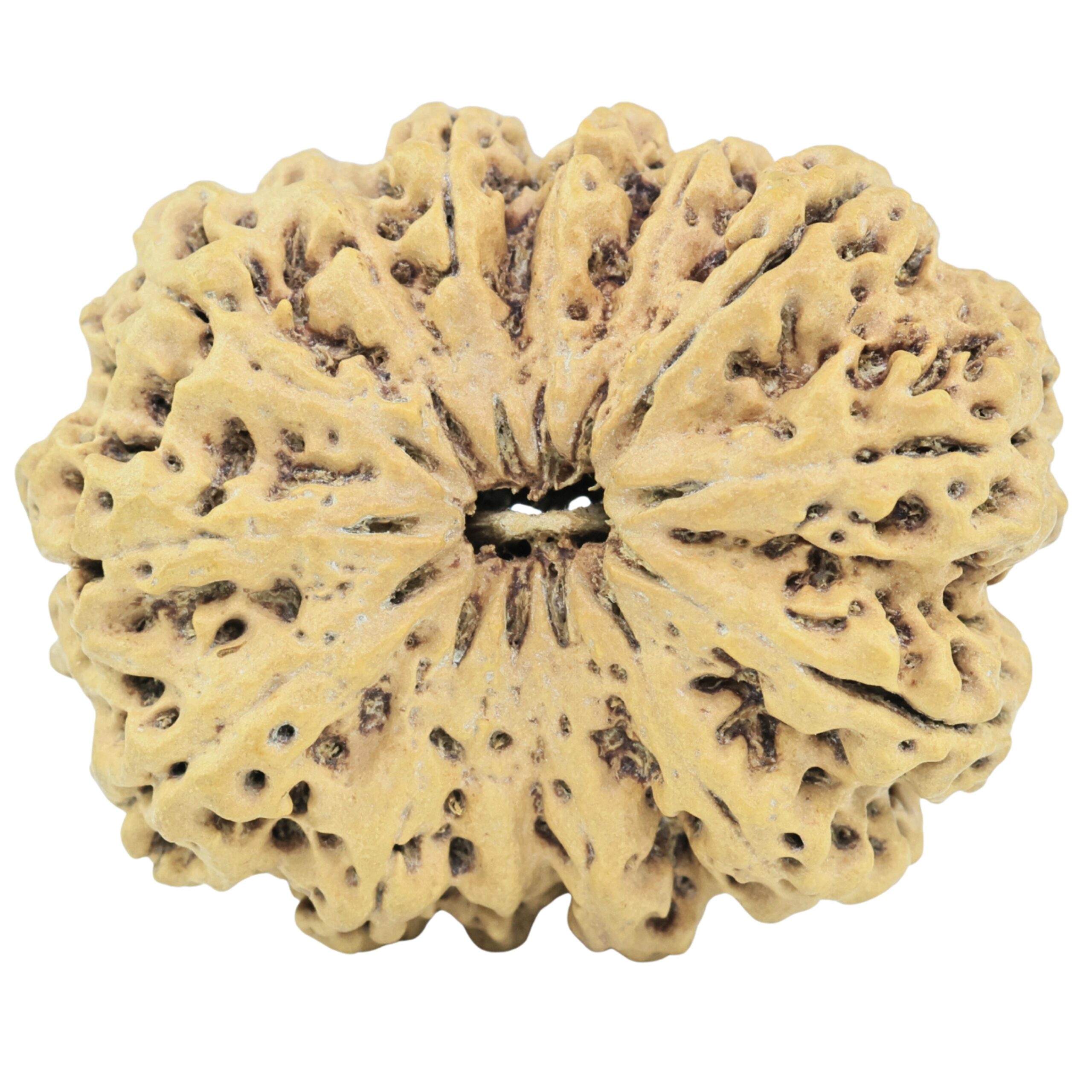 14 Mukhi Rudraksha 32mm 4.83gm - Rudraksha
