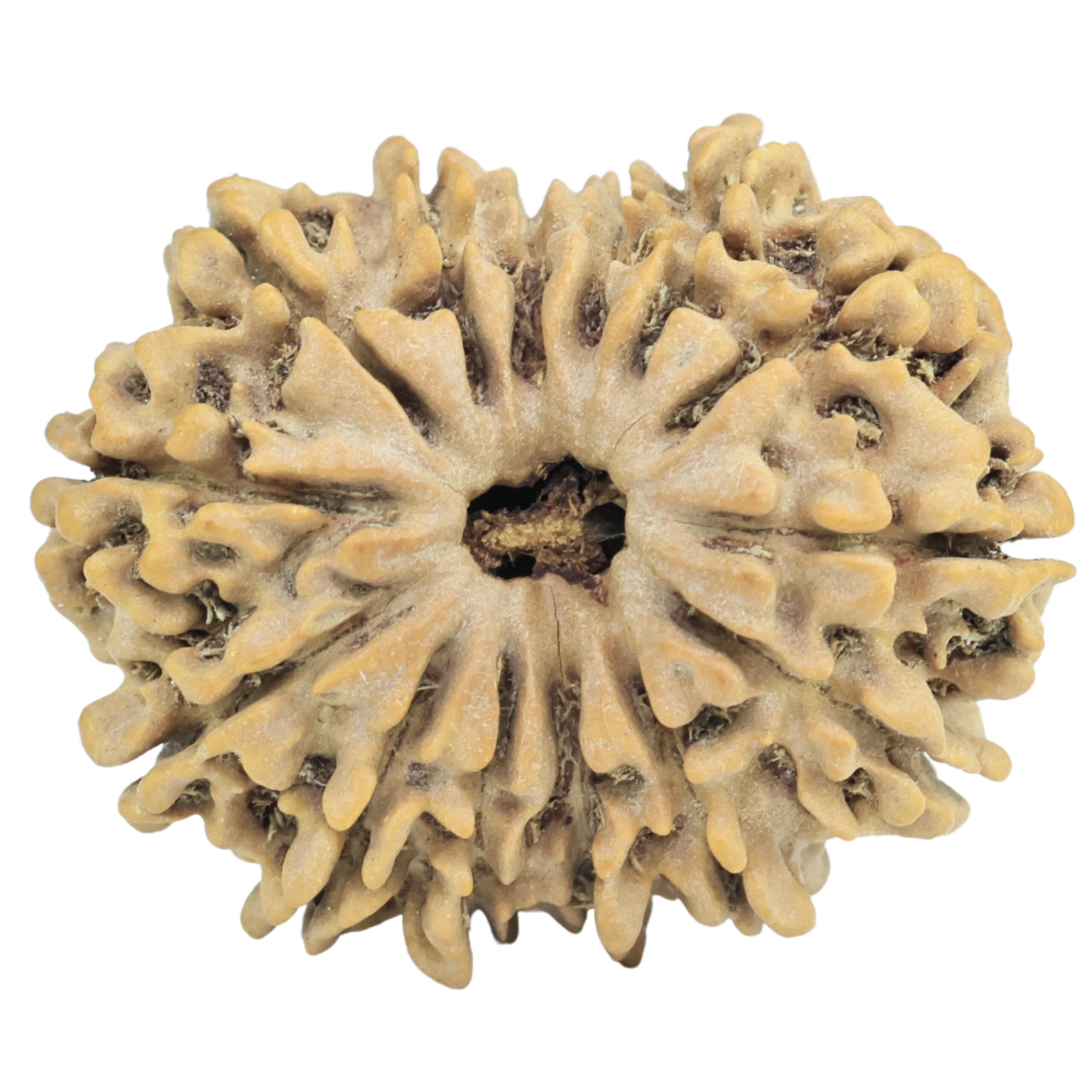 14 Mukhi Rudraksha 27.1mm 4gm - Rudraksha