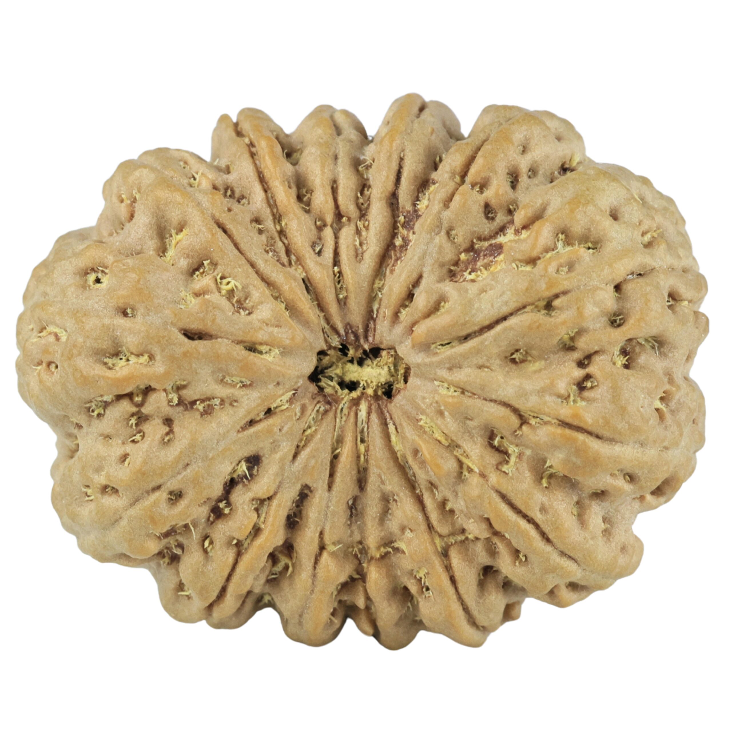 14 Mukhi Rudraksha 31.9mm 7.22gm - Rudraksha