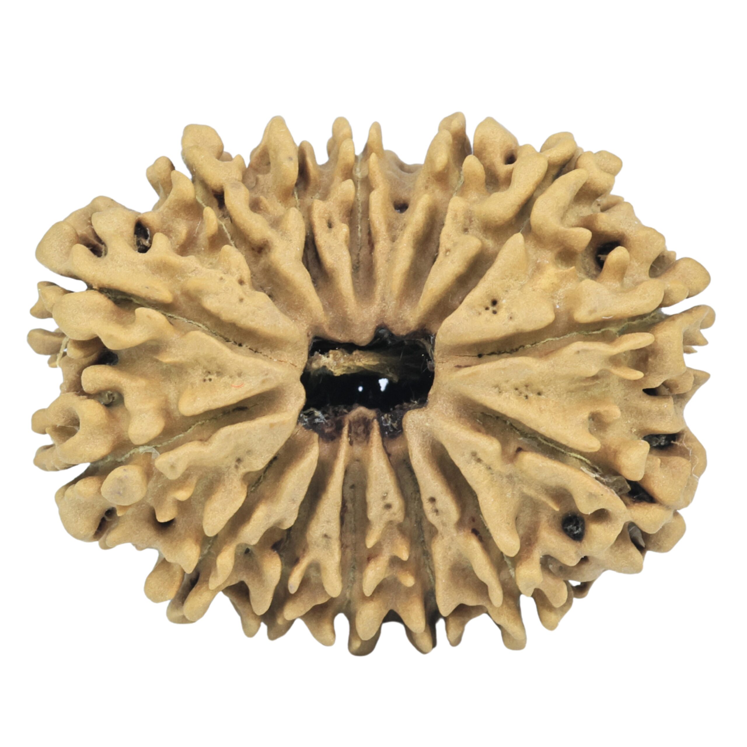 14 Mukhi Rudraksha 31.41mm 5gm - Rudraksha