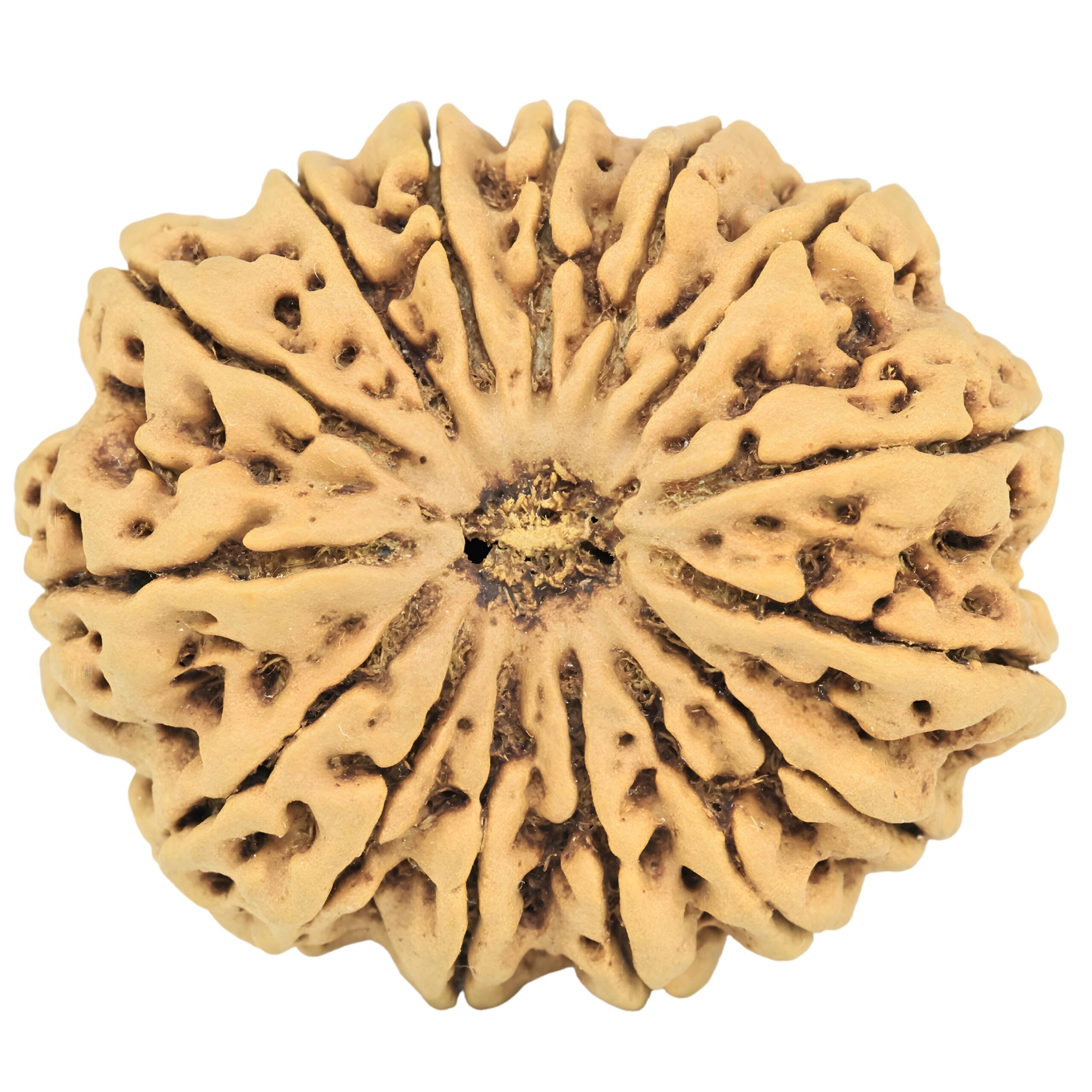 15 Mukhi Rudraksha 33.5mm 8gm - Rudraksha