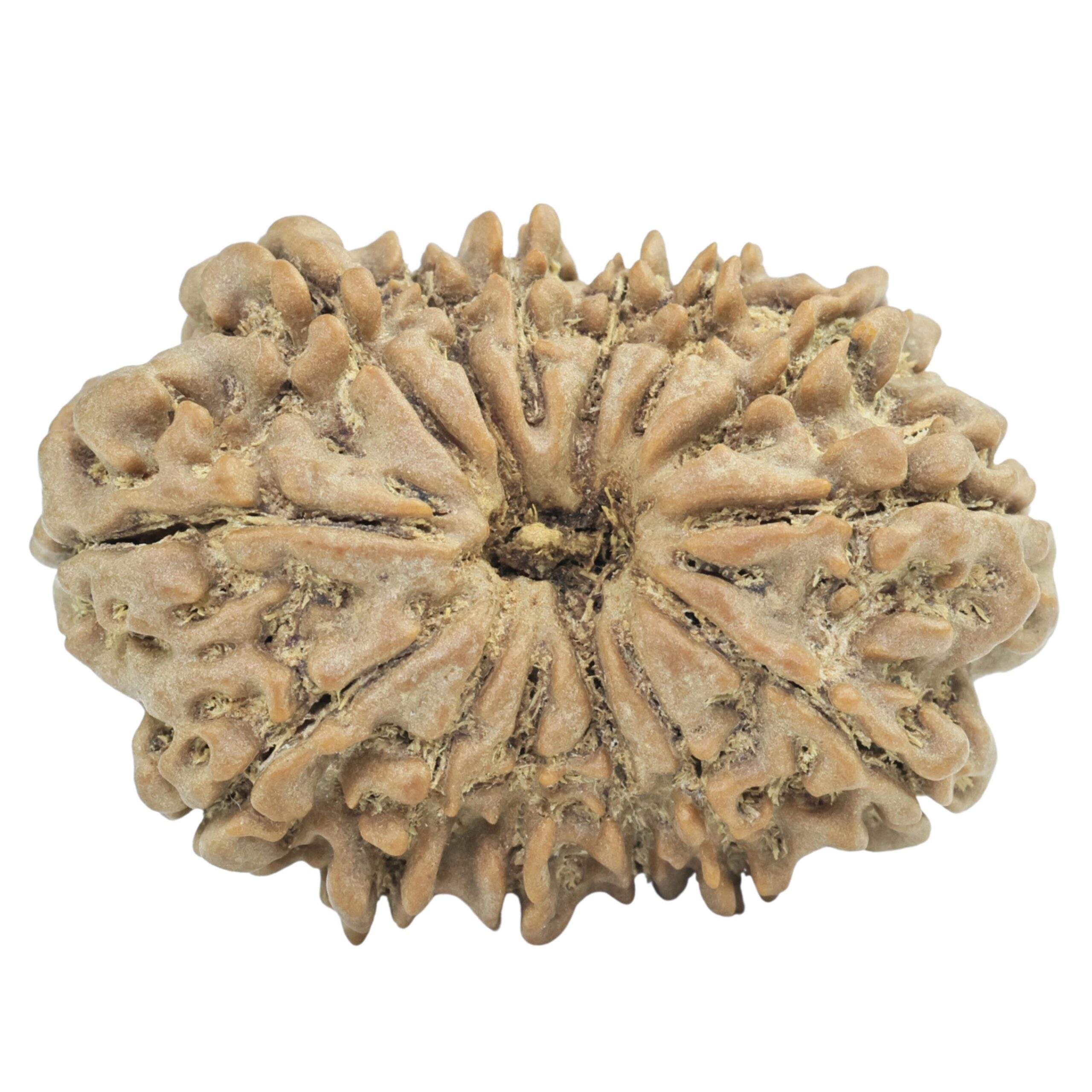 14 Mukhi Rudraksha 34mm 6.72gm - Rudraksha