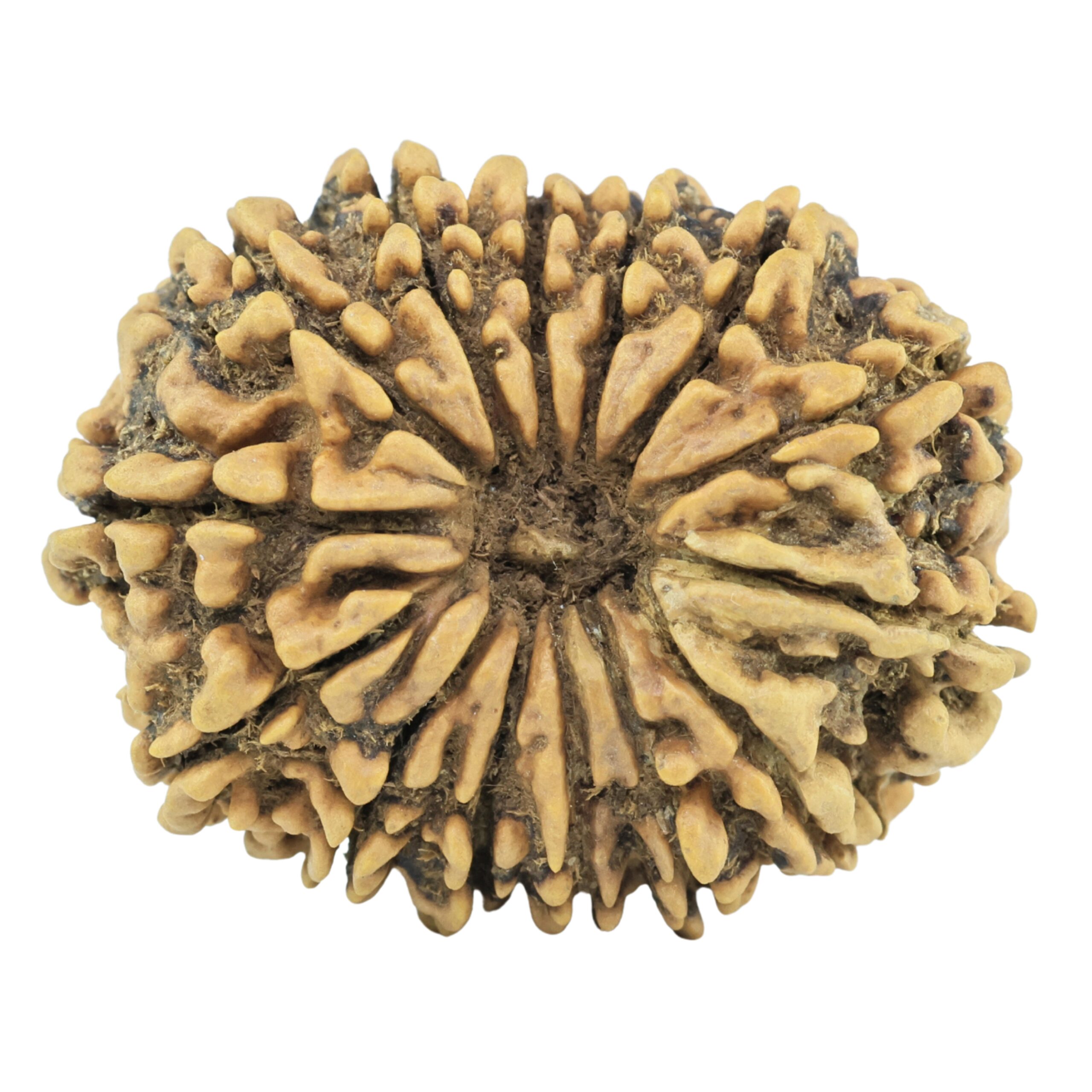 14 Mukhi Rudraksha 29.6mm 4.6gm - Rudraksha