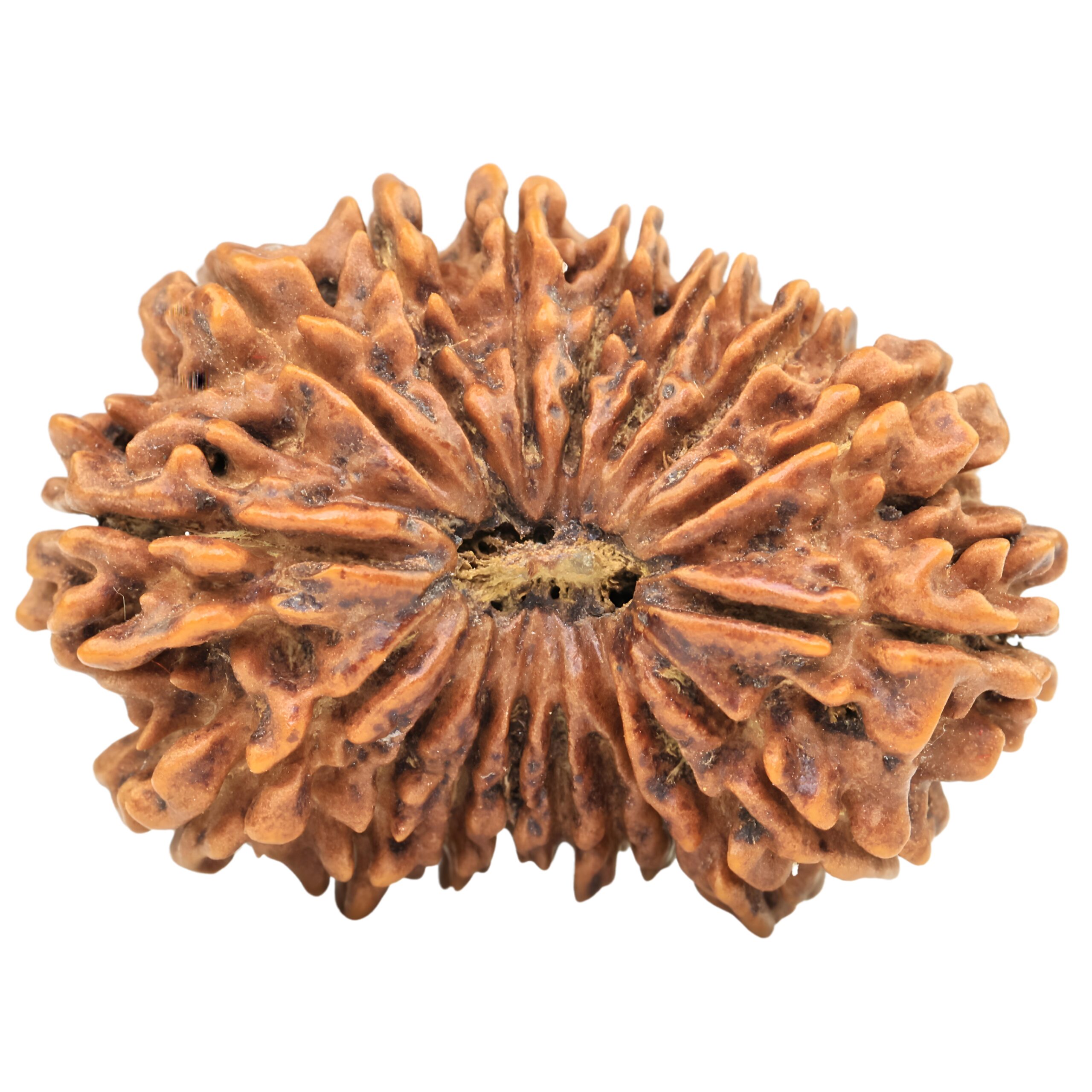 18 Mukhi Rudraksha 32mm 4.31gm - Rudraksha