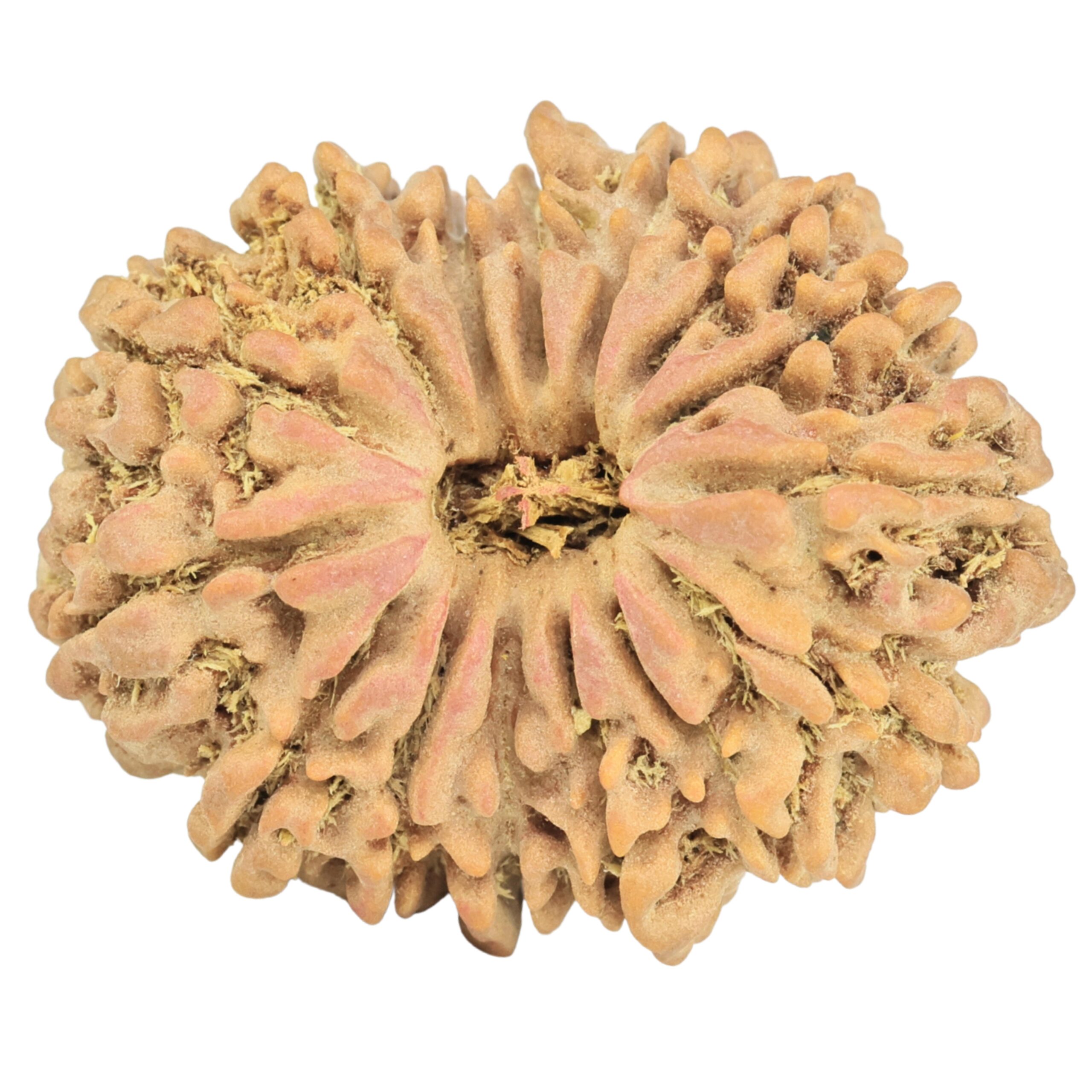 15 Mukhi Rudraksha 30.3mm 5.75gm - Rudraksha