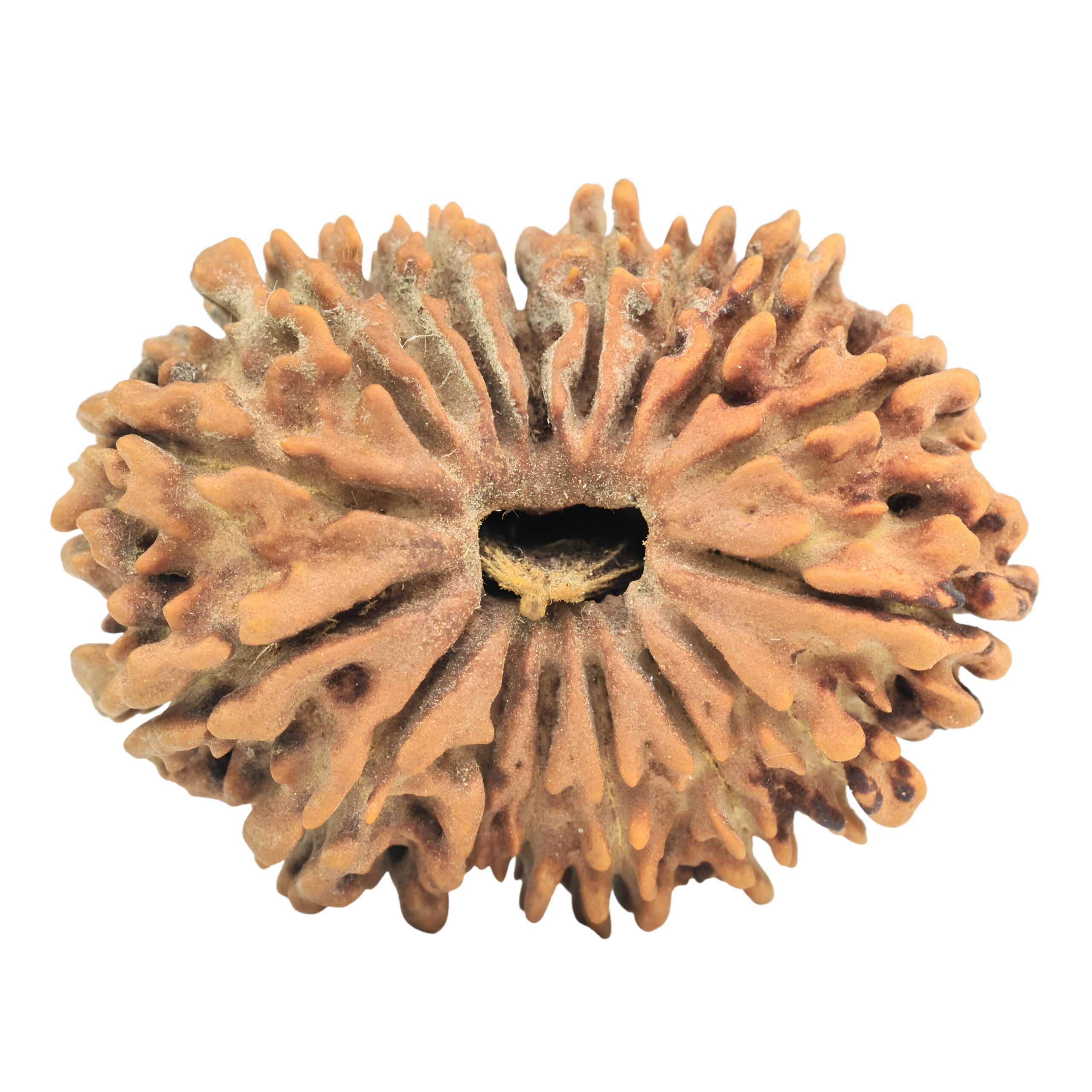 17 Mukhi Rudraksha 34.2mm 6.13gm - Rudraksha