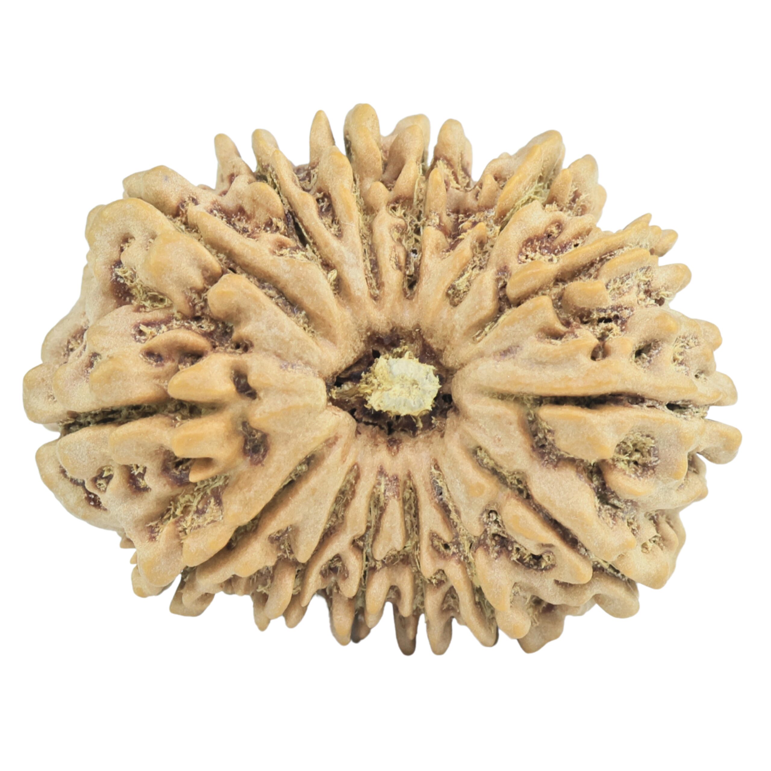14 Mukhi Rudraksha 31.8mm 5.91gm - Rudraksha