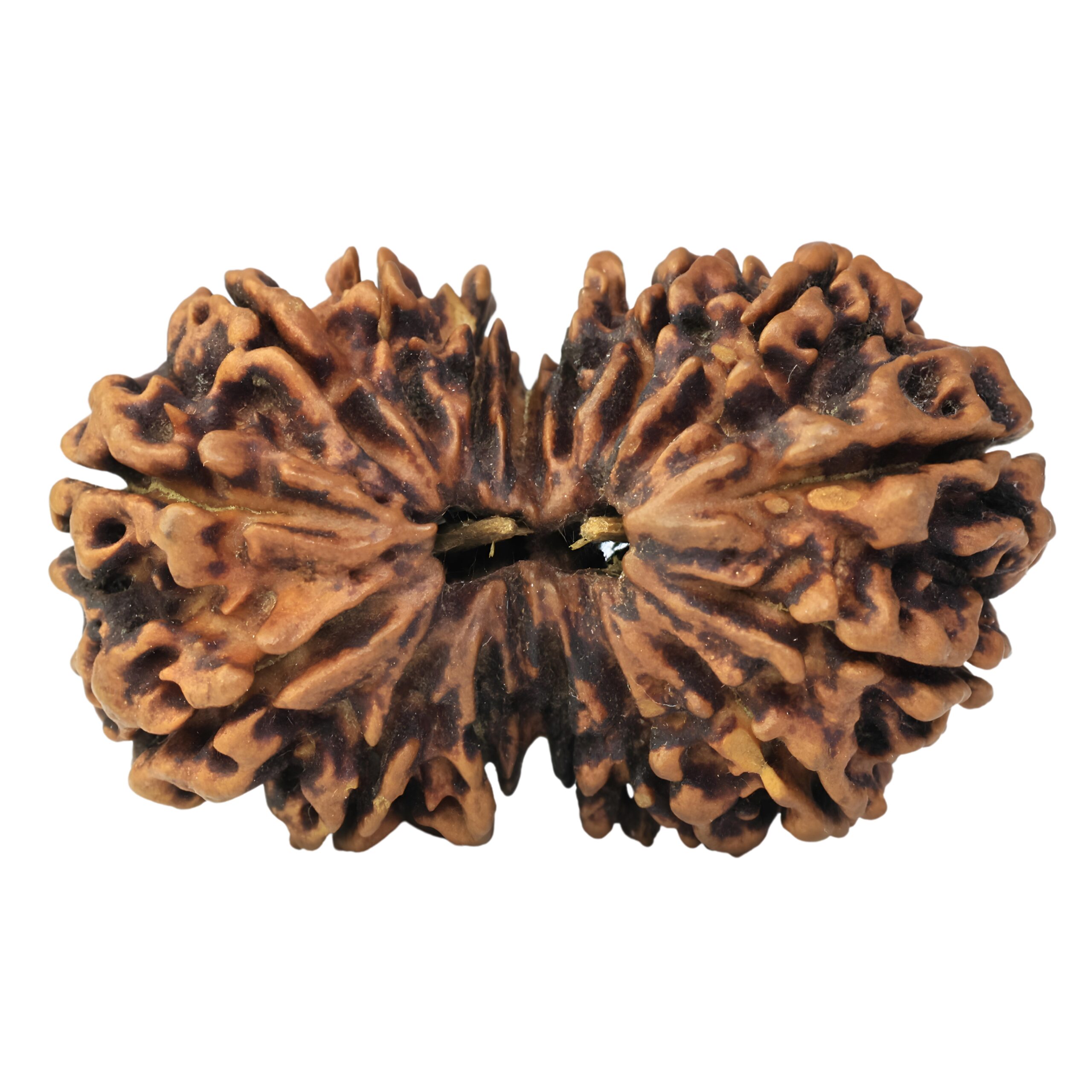 16 Mukhi Gaurishankar 37.9mm 4.94gm - Rudraksha