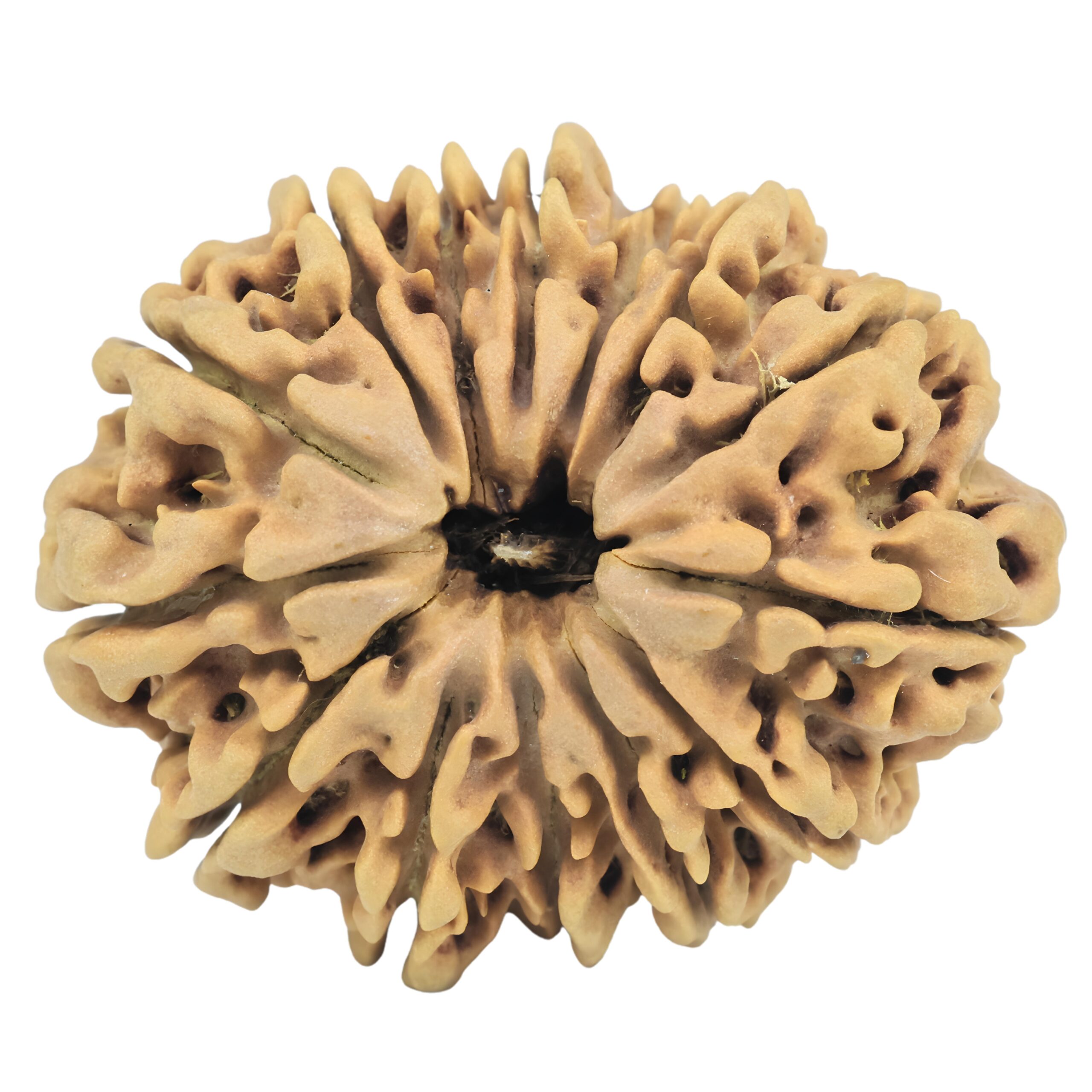 14 Mukhi Rudraksha 32mm 6.24gm - Rudraksha