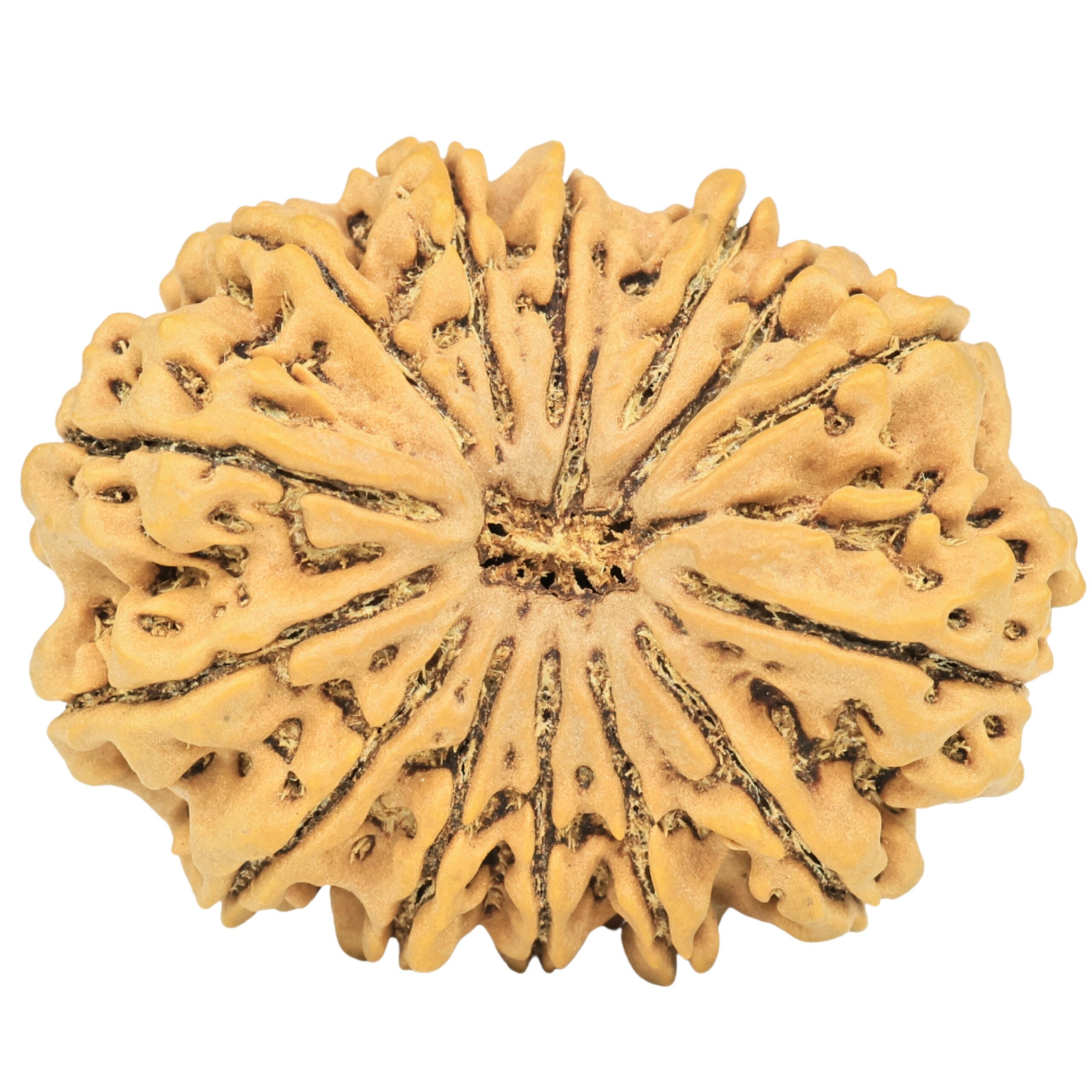 15 Mukhi Rudraksha 33.6mm 7.34gm - Rudraksha